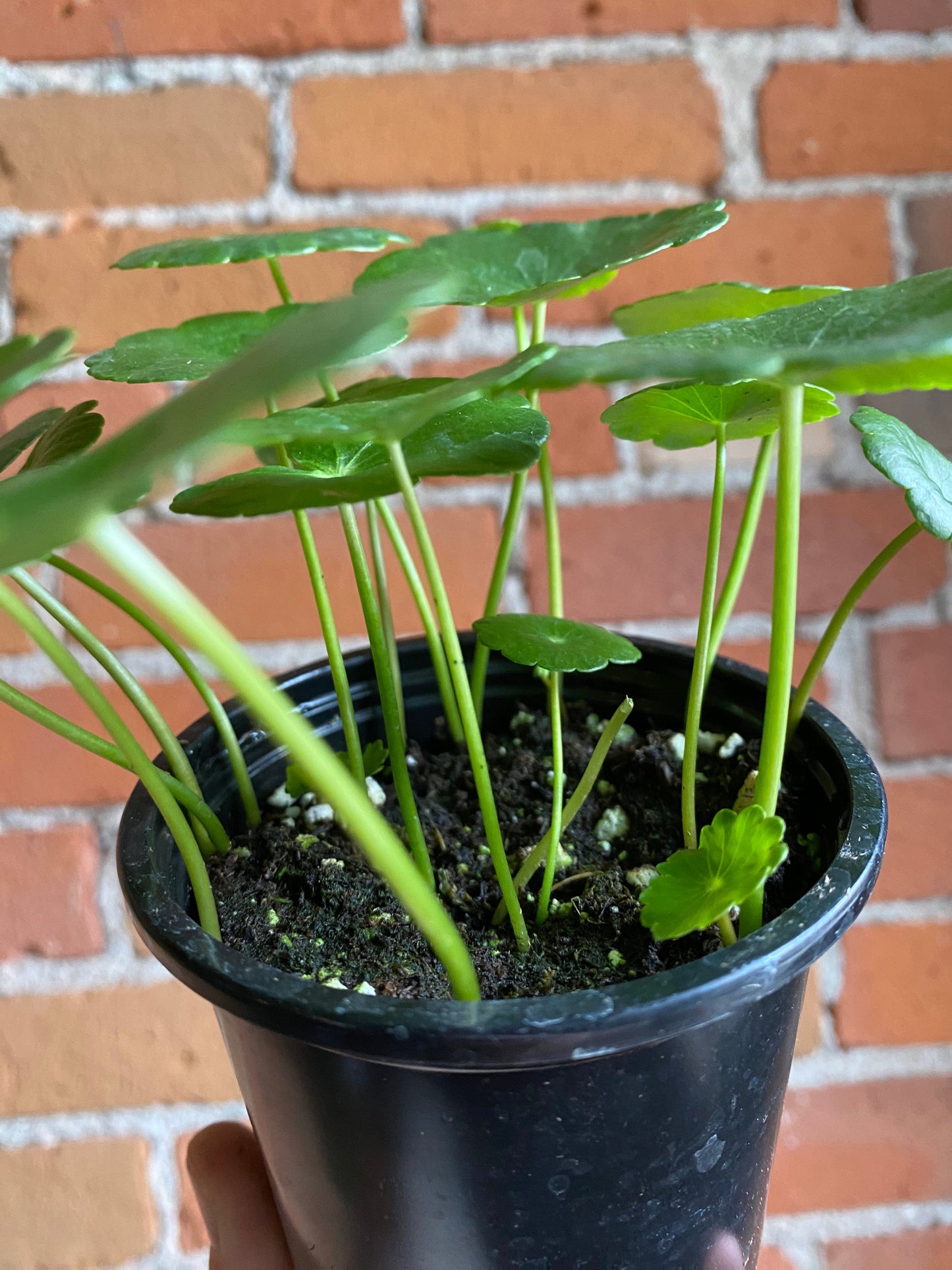 Plant Goals Plant Shop 3.5" Marsh Pennywort