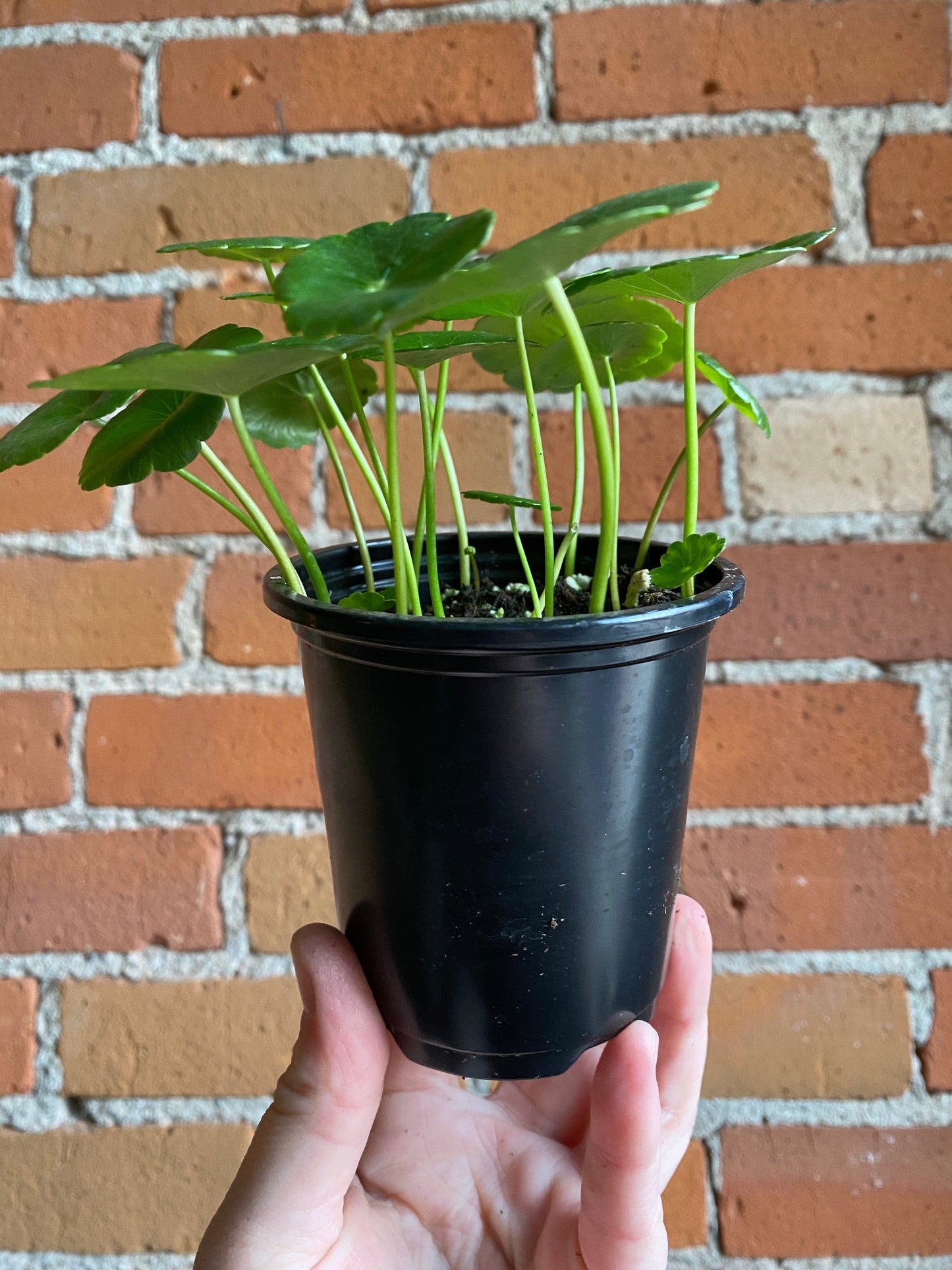 Plant Goals Plant Shop 3.5" Marsh Pennywort