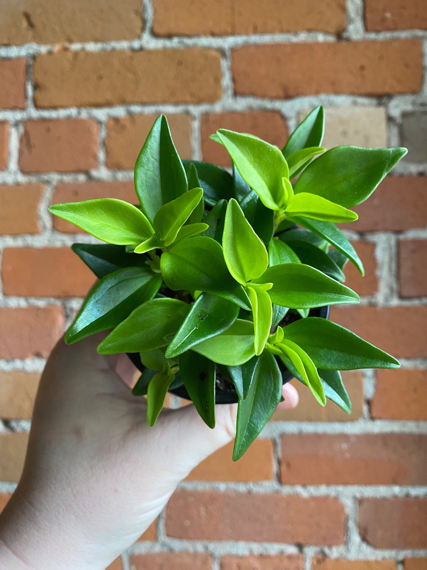 Plant Goals Plant Shop 3.5" Peperomia Amigo Marcello