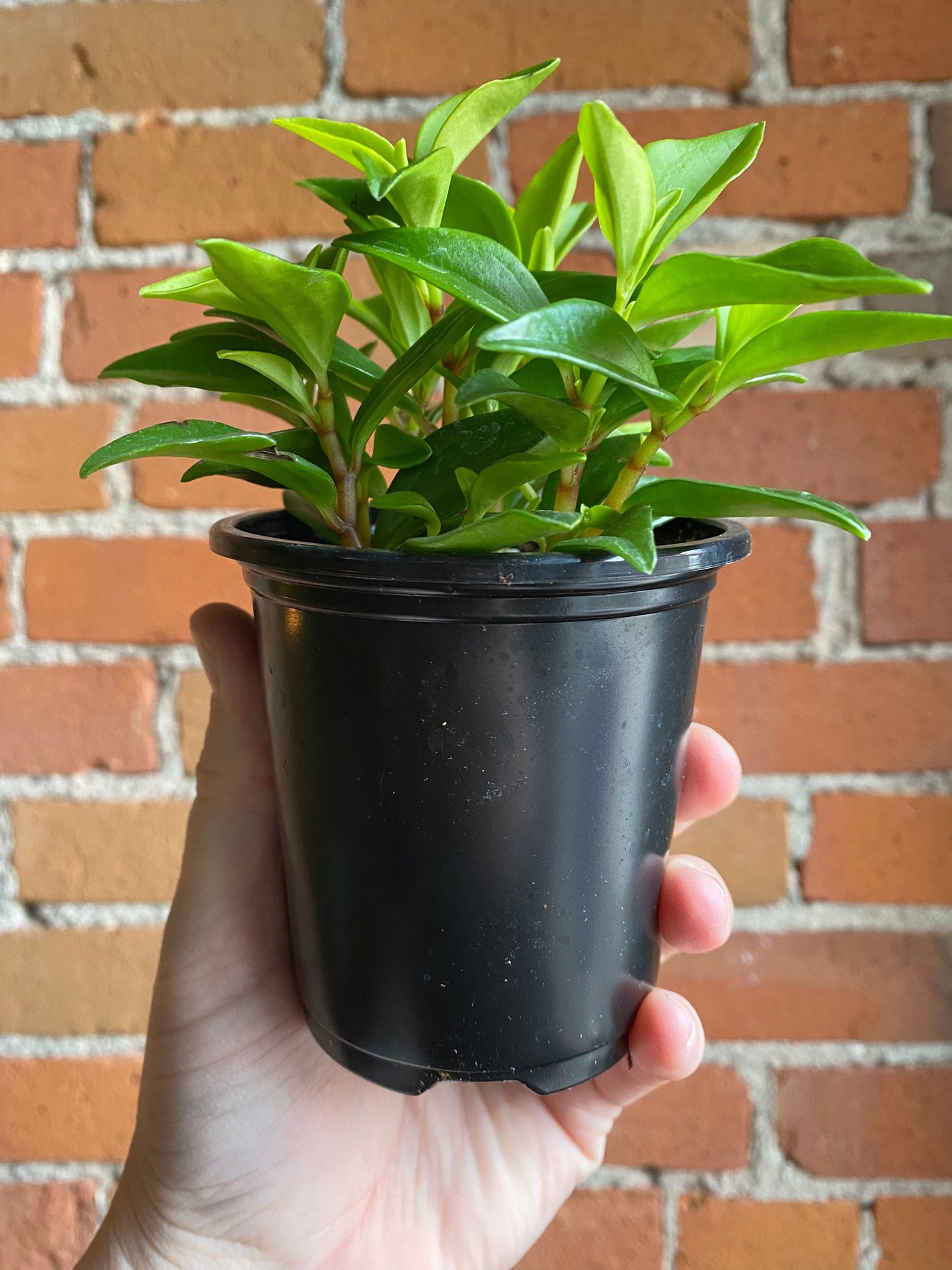 Plant Goals Plant Shop 3.5" Peperomia Amigo Marcello