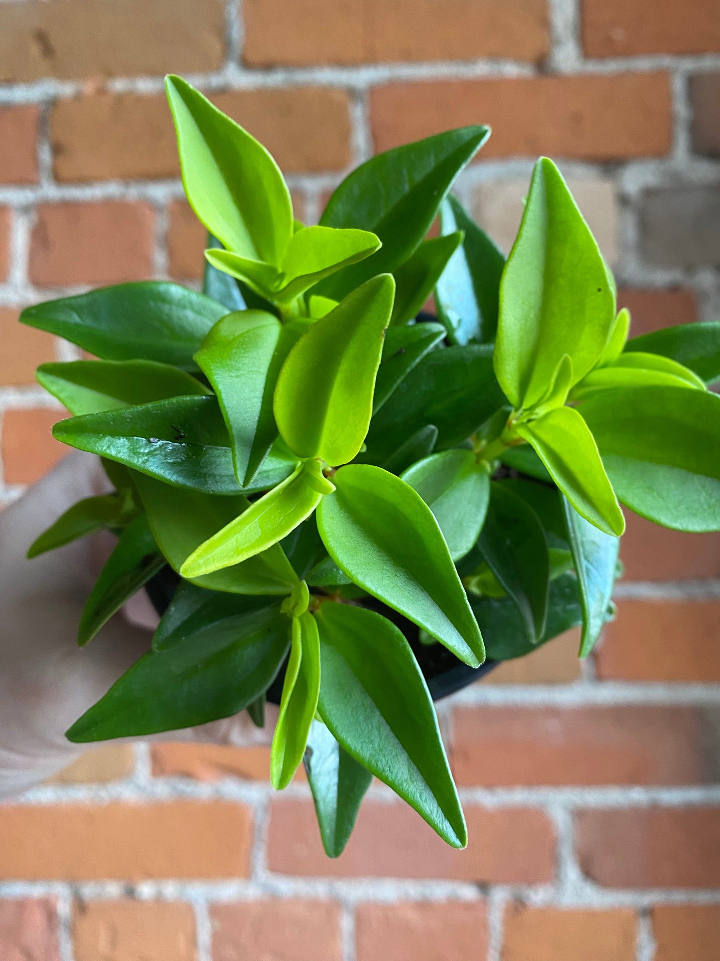 Plant Goals Plant Shop 3.5" Peperomia Amigo Marcello