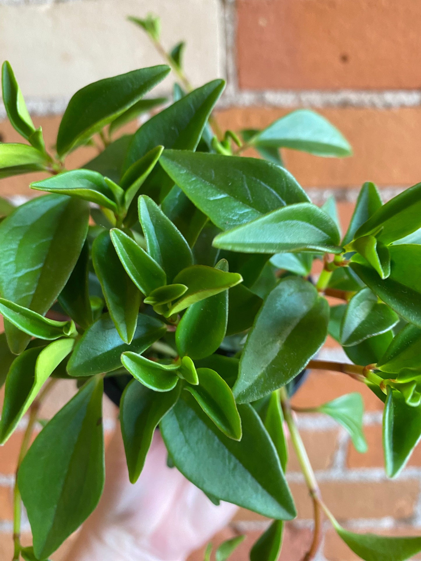 Plant Goals Plant Shop 3.5" Peperomia Amigo Marcello