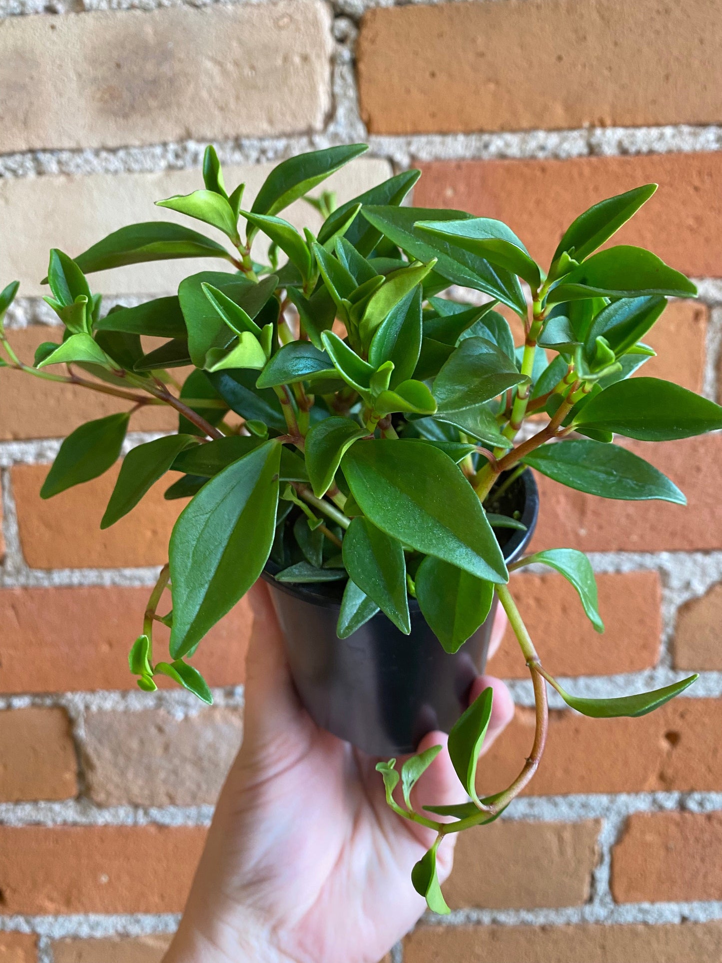 Plant Goals Plant Shop 3.5" Peperomia Amigo Marcello