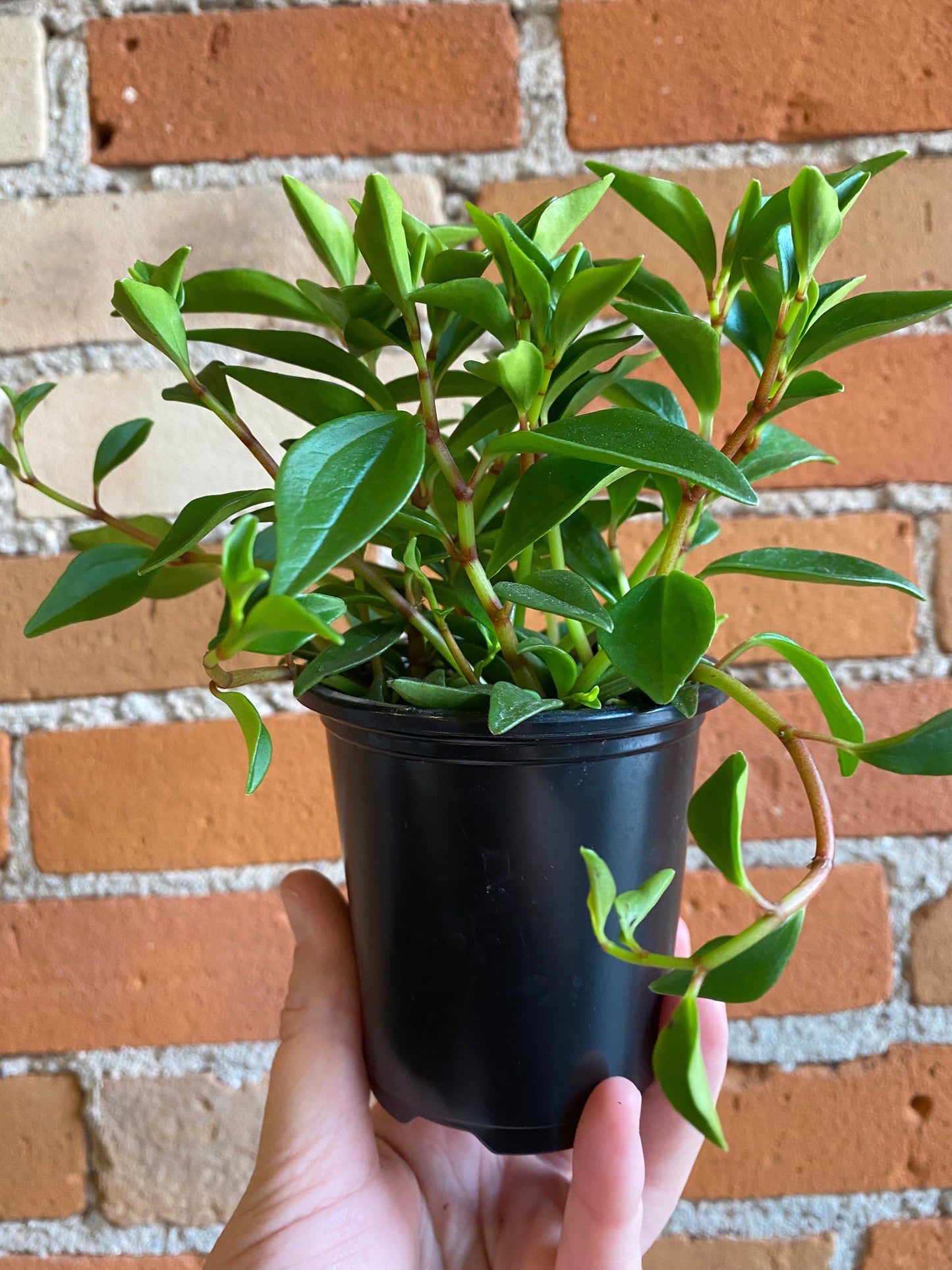 Plant Goals Plant Shop 3.5" Peperomia Amigo Marcello