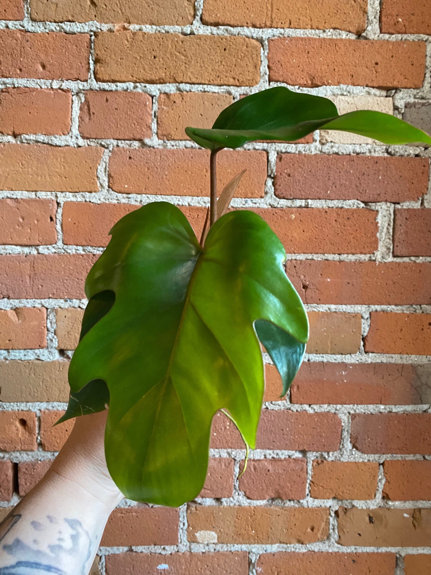 Plant Goals Plant Shop 3.5" Philodendron Mayoi
