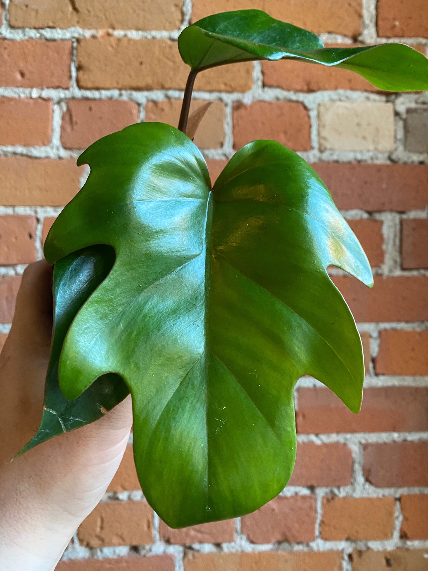 Plant Goals Plant Shop 3.5" Philodendron Mayoi