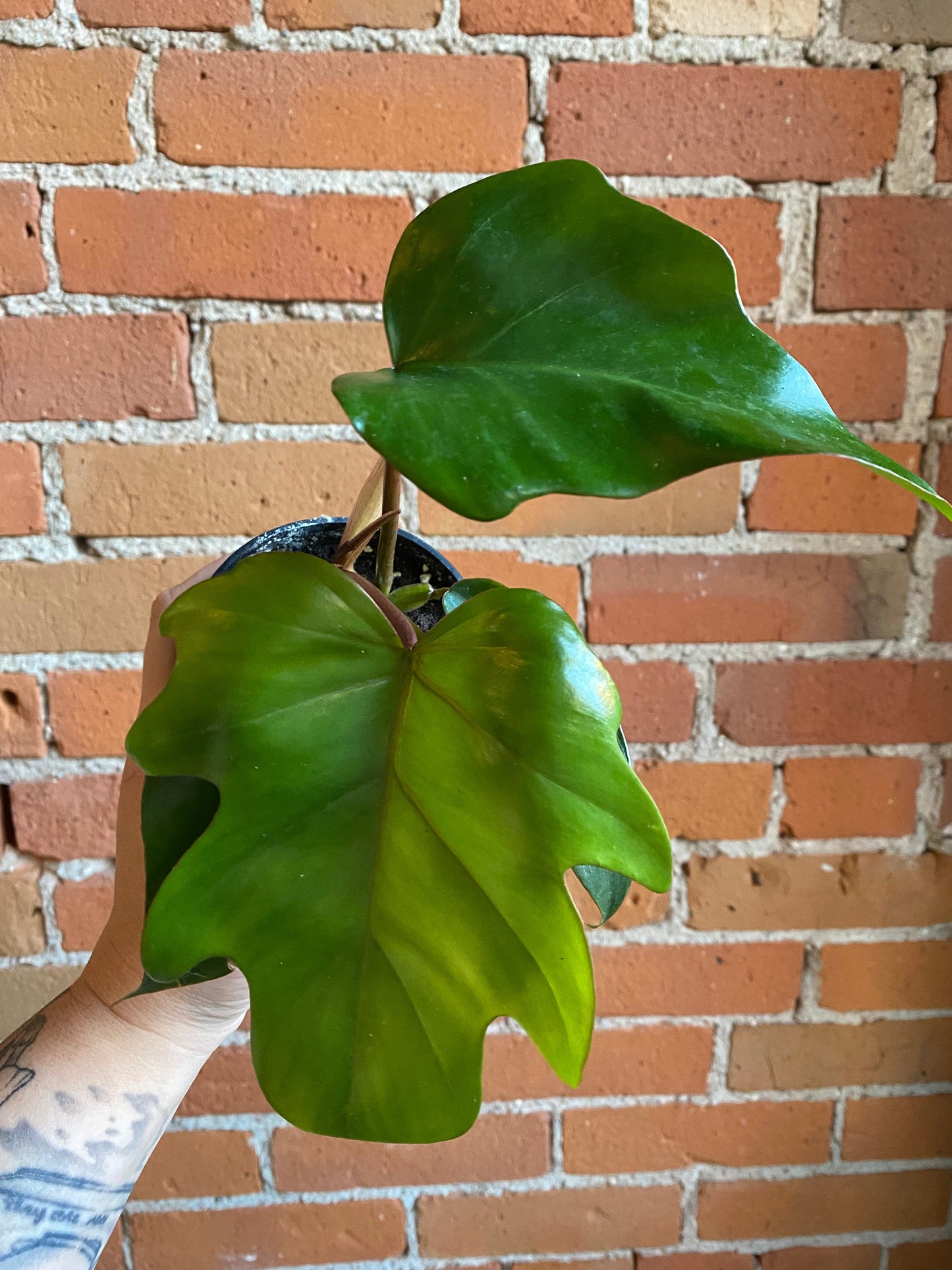 Plant Goals Plant Shop 3.5" Philodendron Mayoi