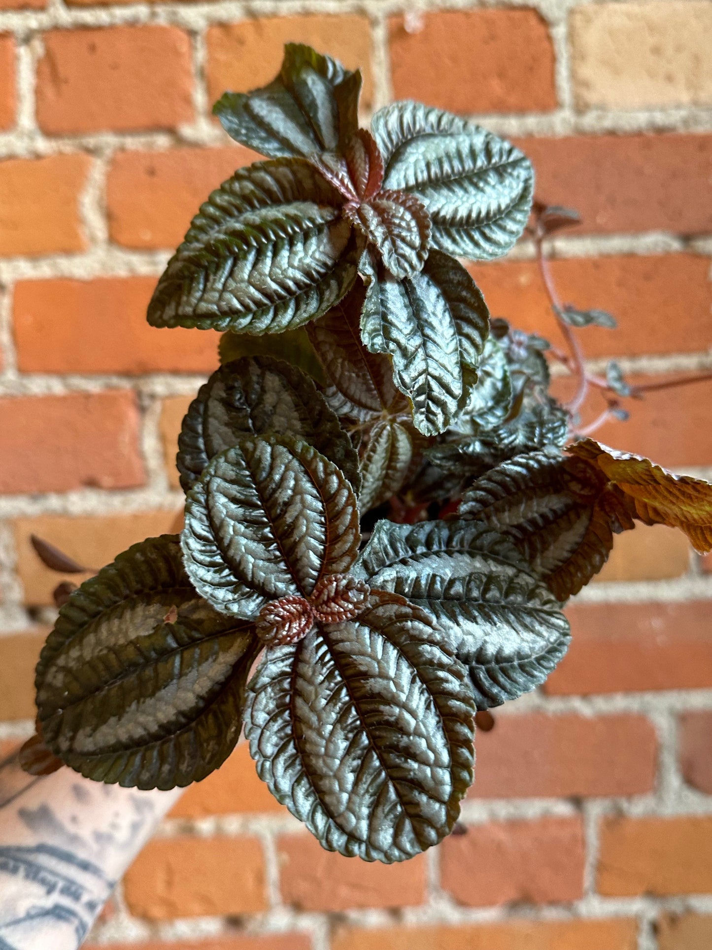 Plant Goals Plant Shop 3.5" Pilea Spruceana