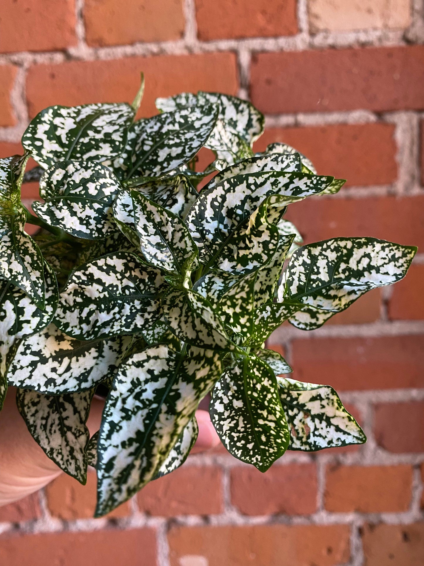 Plant Goals Plant Shop 3.5" Polka Dot Plant | White