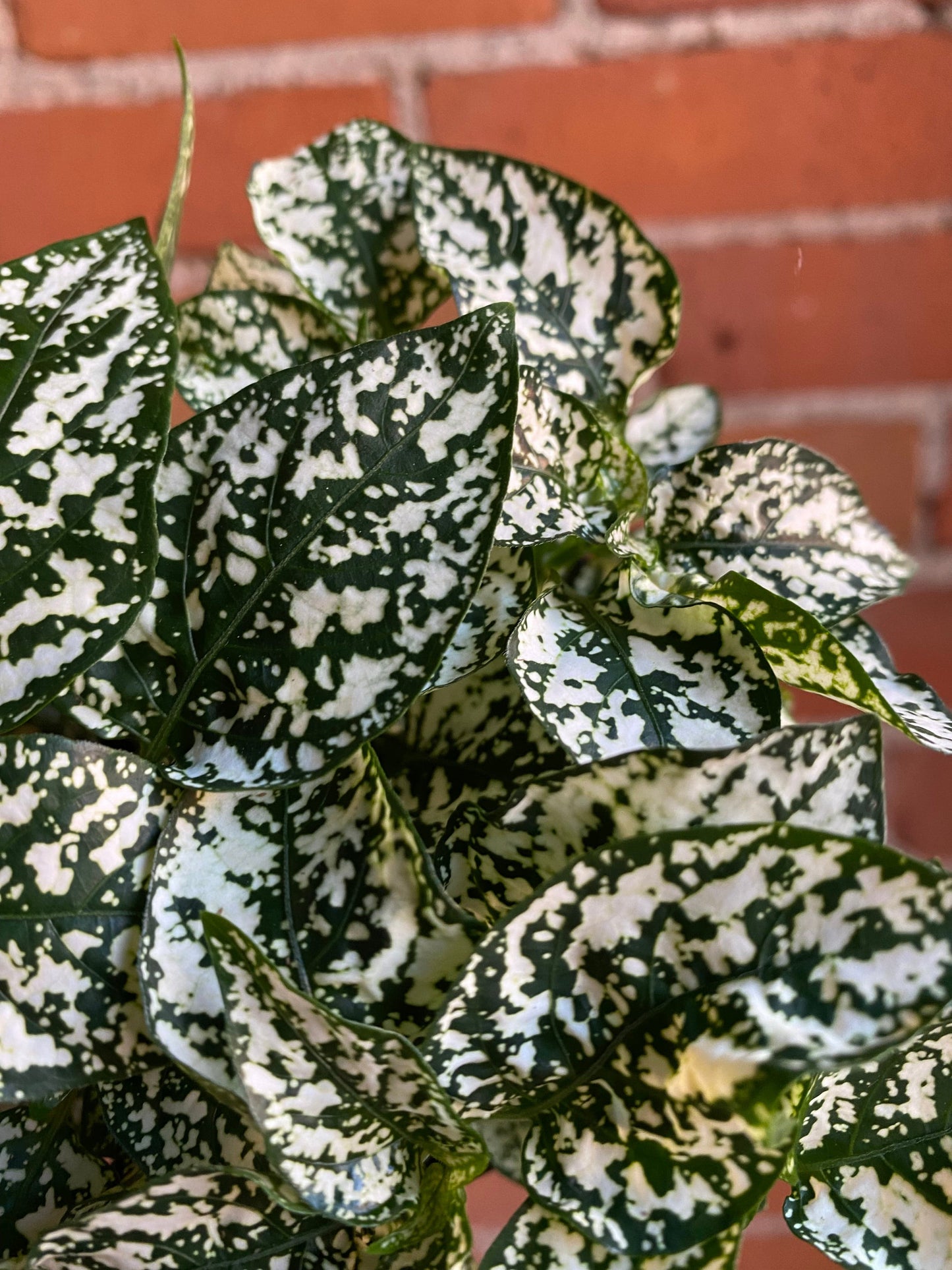 Plant Goals Plant Shop 3.5" Polka Dot Plant | White