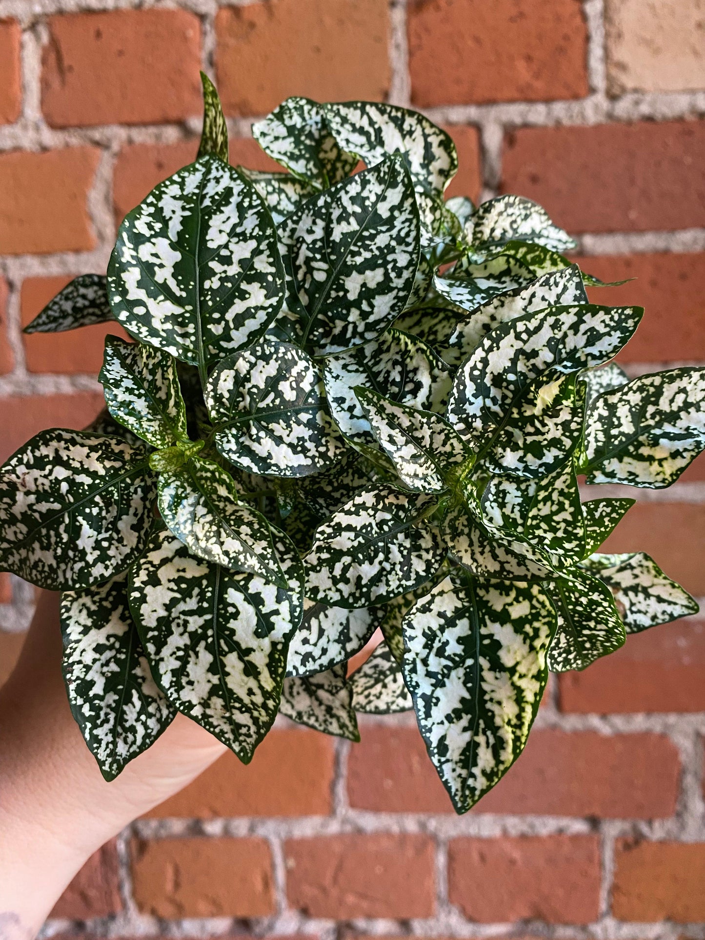Plant Goals Plant Shop 3.5" Polka Dot Plant | White