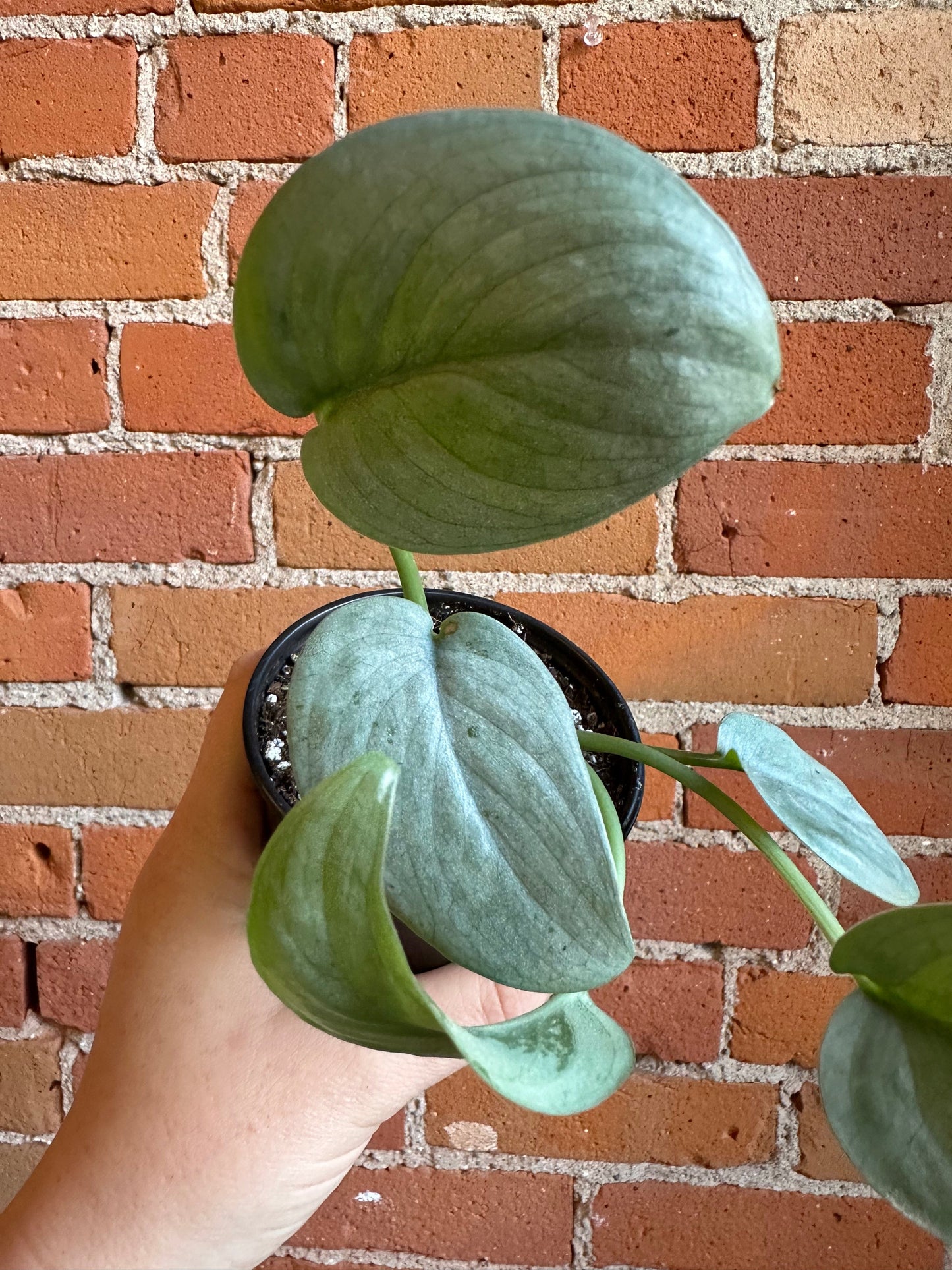Plant Goals Plant Shop 3.5” Scindapsus Pictus Silver Hero