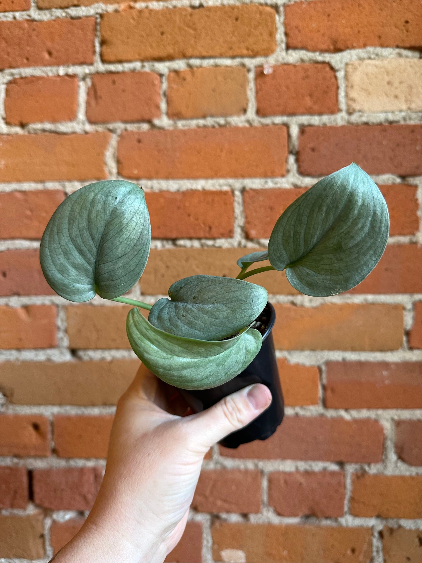 Plant Goals Plant Shop 3.5” Scindapsus Pictus Silver Hero