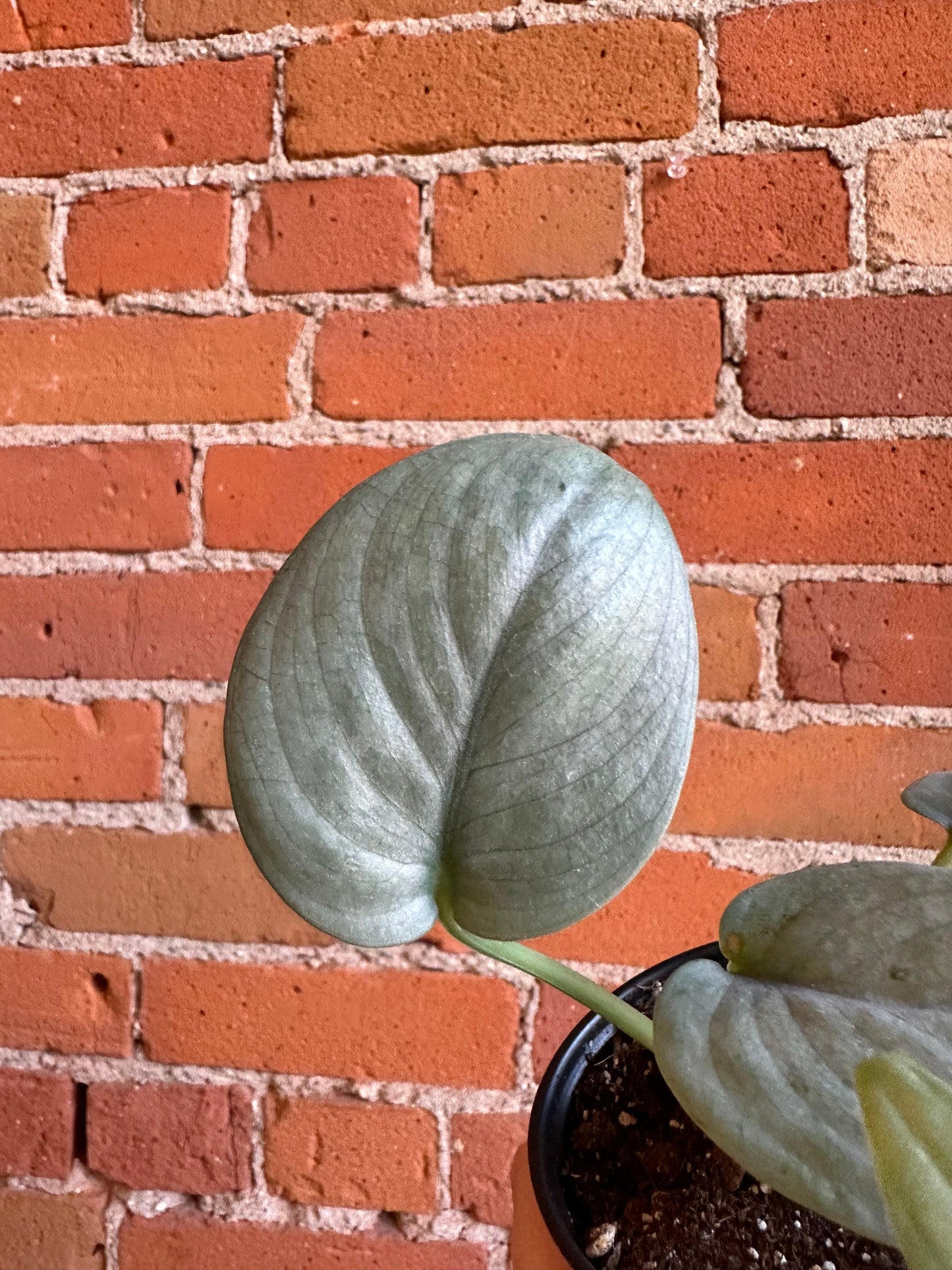 Plant Goals Plant Shop 3.5” Scindapsus Pictus Silver Hero