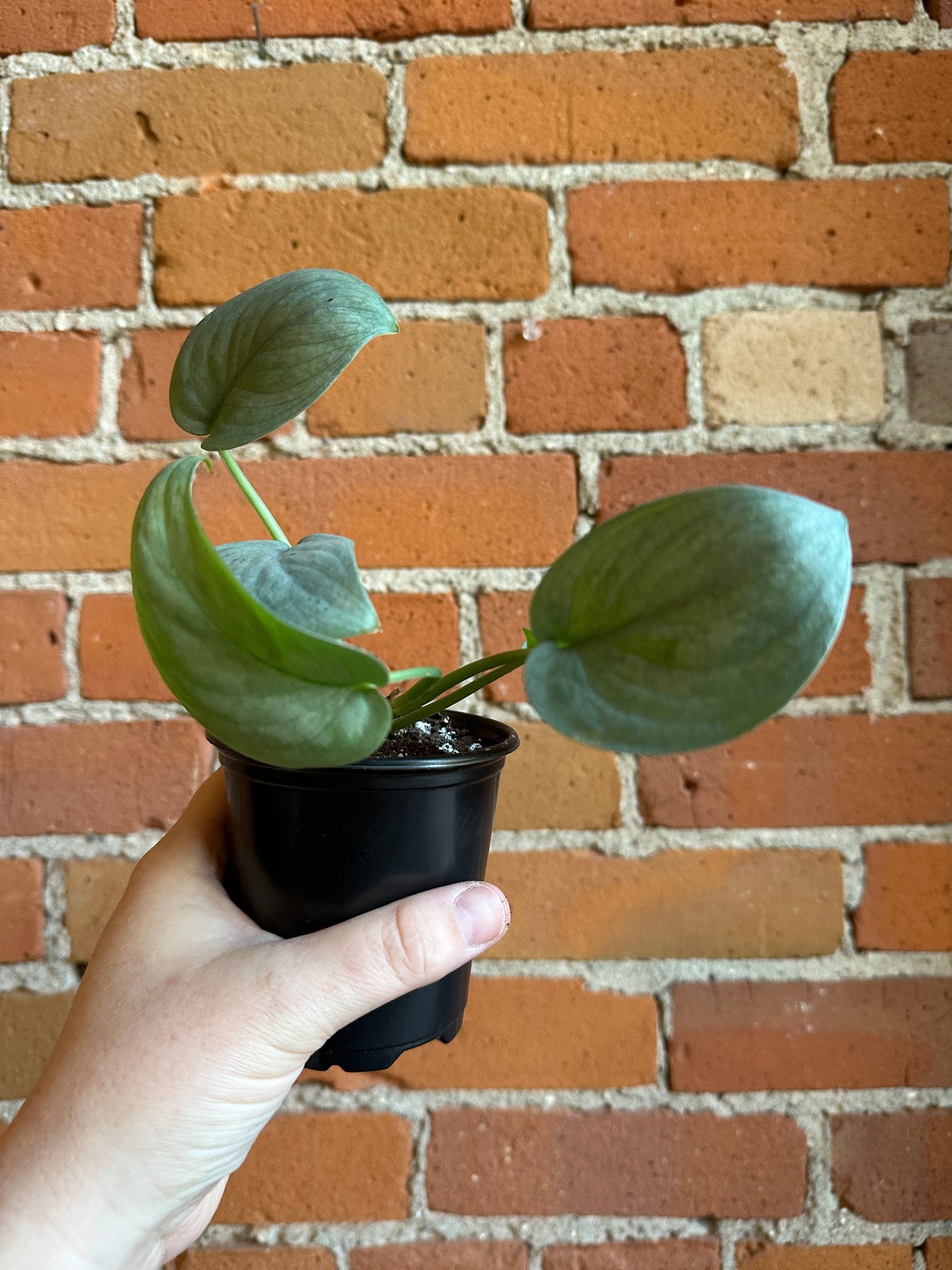 Plant Goals Plant Shop 3.5” Scindapsus Pictus Silver Hero