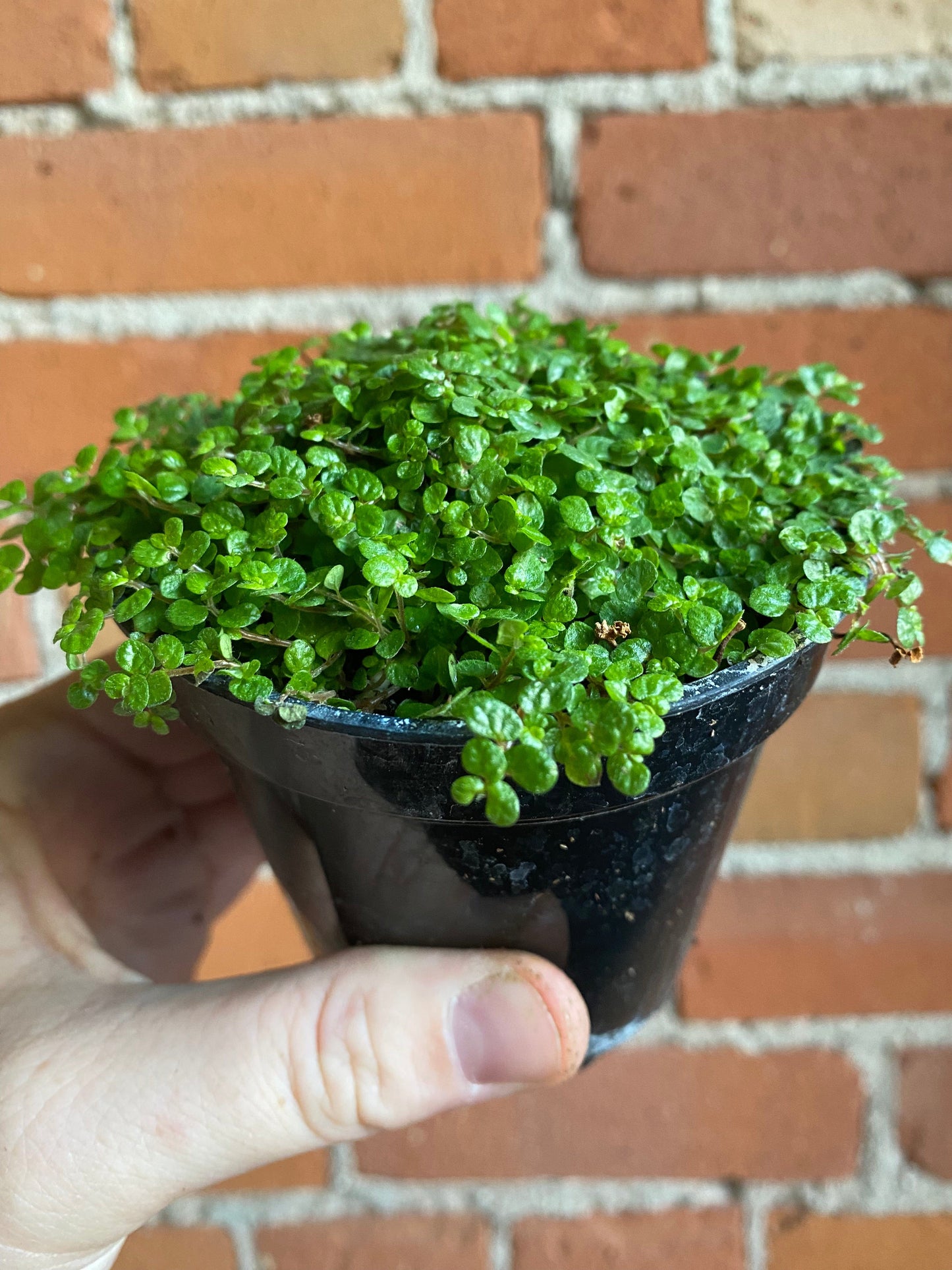 Plant Goals Plant Shop 3.5" Soleirolia Soleirolii | Baby's Tears