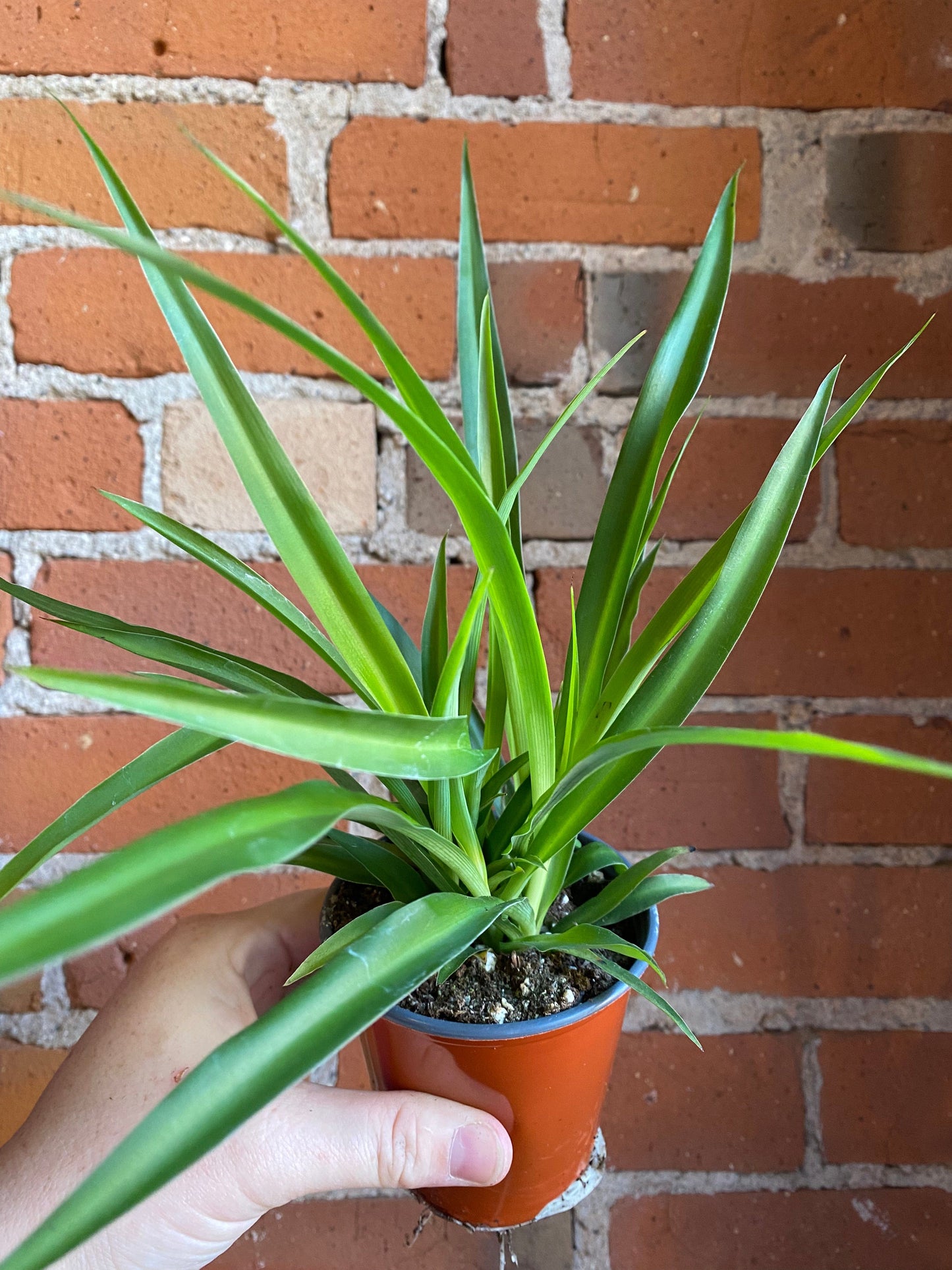 Plant Goals Plant Shop 3.5" Spider Plant Green