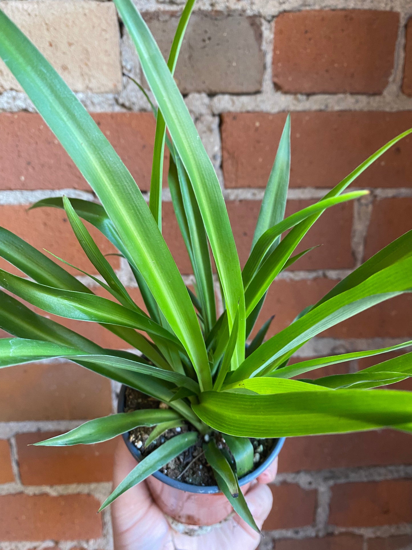 Plant Goals Plant Shop 3.5" Spider Plant Green