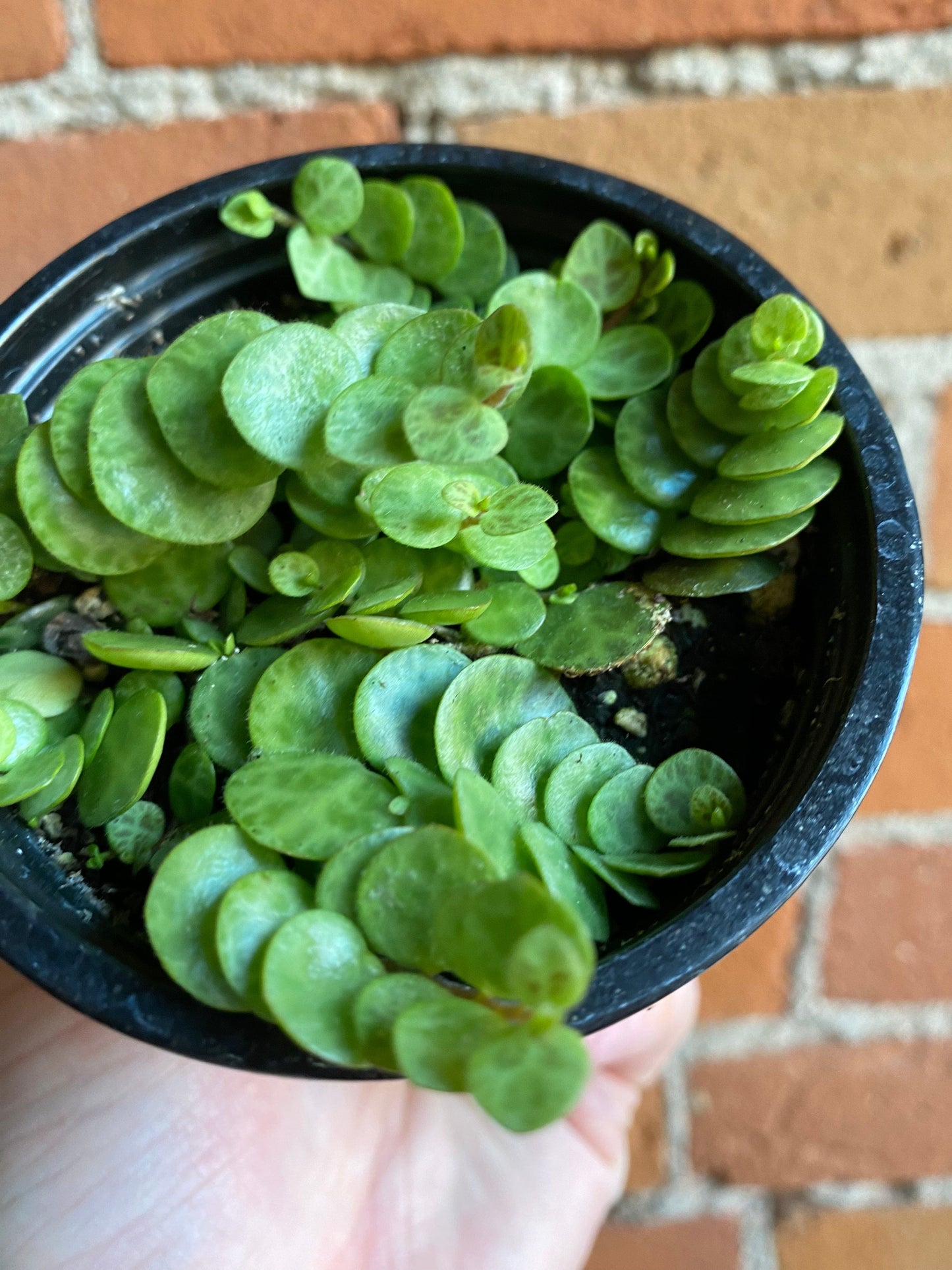 Plant Goals Plant Shop 3.5" String Of Turtles | Peperomia Prostrata