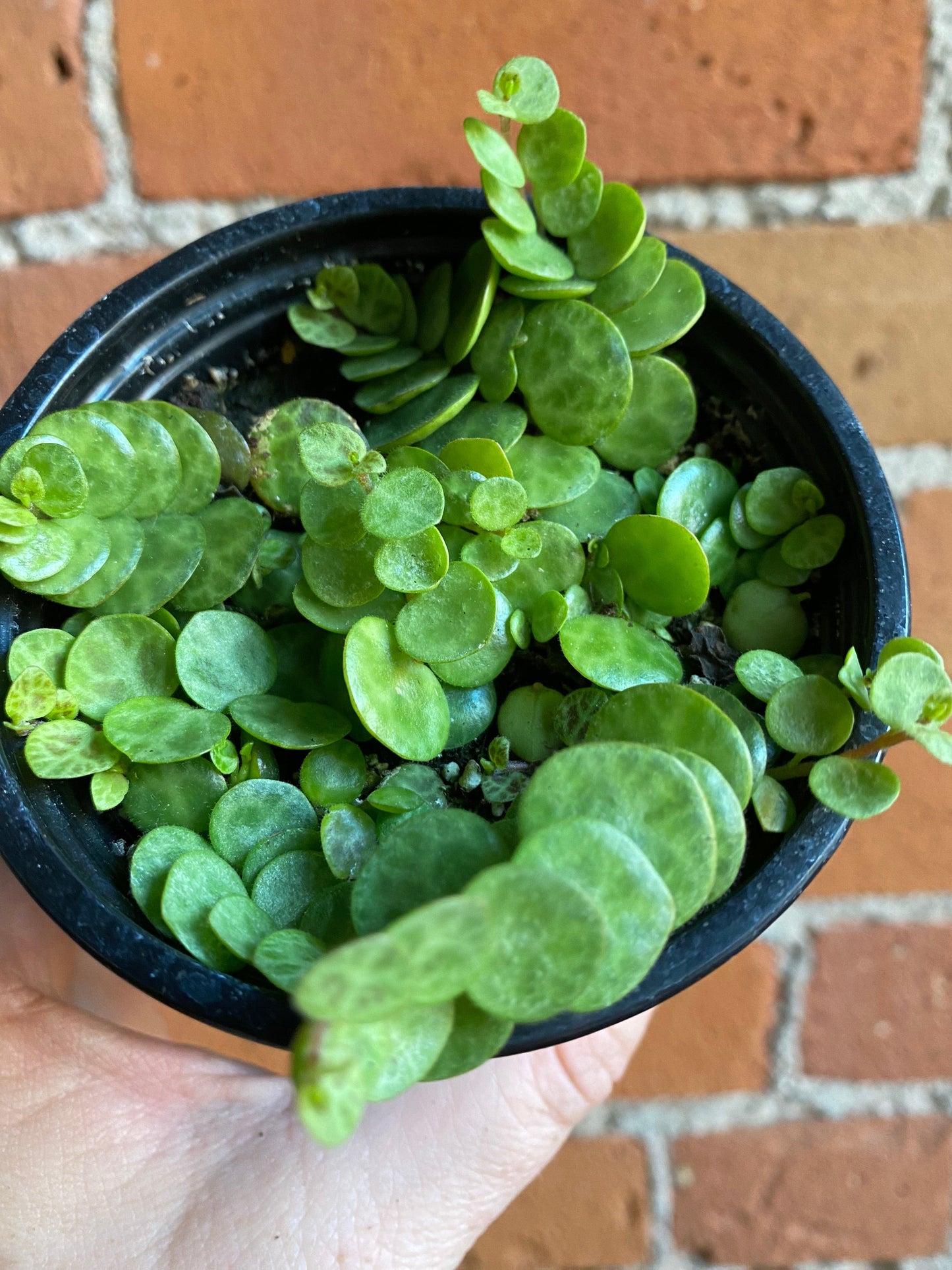 Plant Goals Plant Shop 3.5" String Of Turtles | Peperomia Prostrata