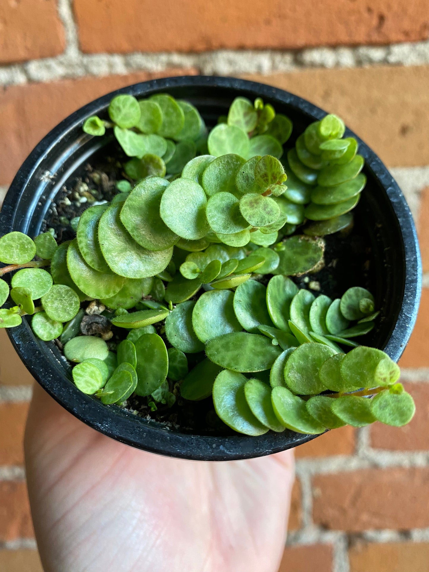 Plant Goals Plant Shop 3.5" String Of Turtles | Peperomia Prostrata