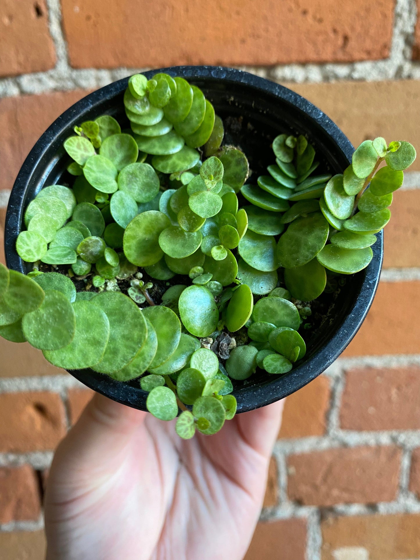 Plant Goals Plant Shop 3.5" String Of Turtles | Peperomia Prostrata