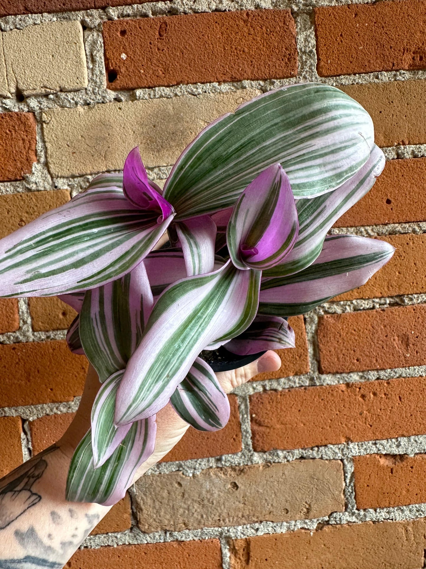 Plant Goals Plant Shop 3.5" Tradescantia Nanouk
