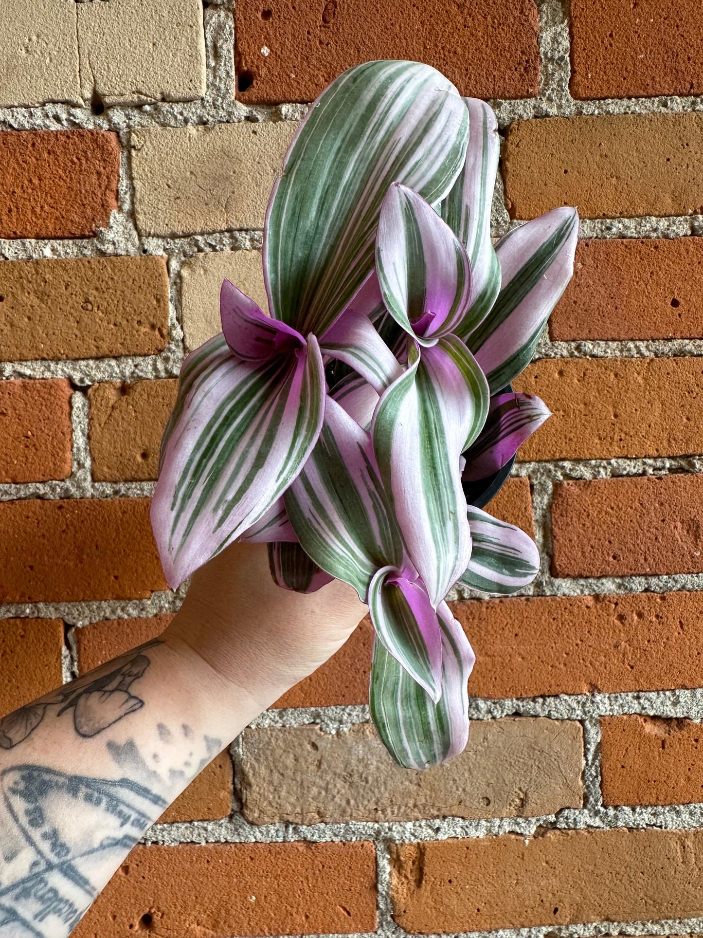 Plant Goals Plant Shop 3.5" Tradescantia Nanouk