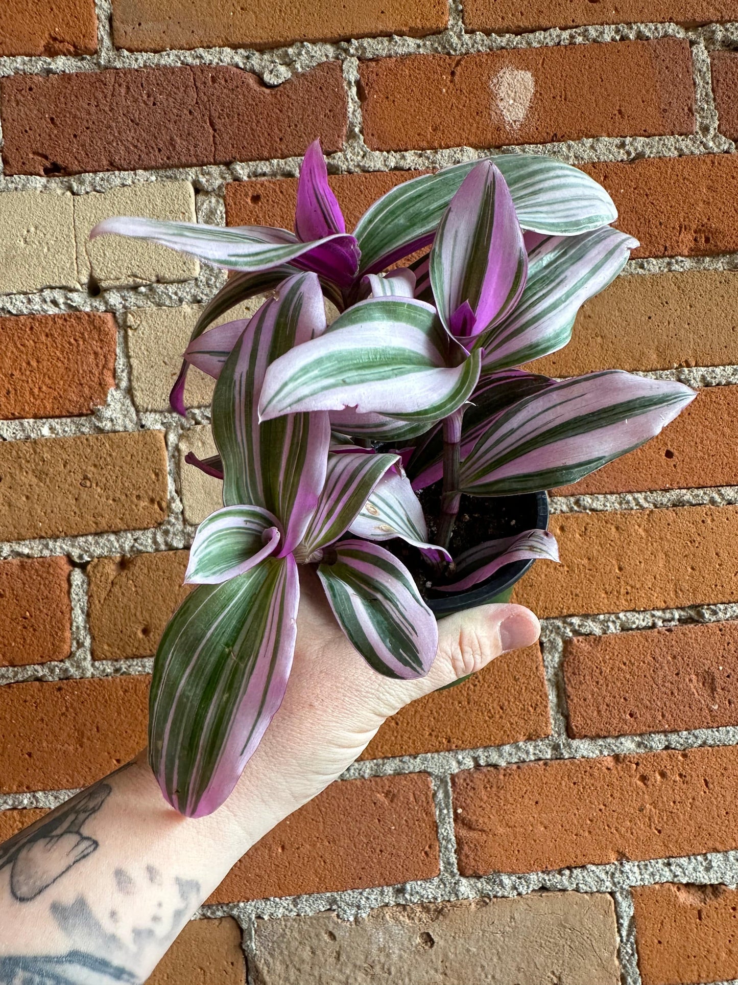Plant Goals Plant Shop 3.5" Tradescantia Nanouk