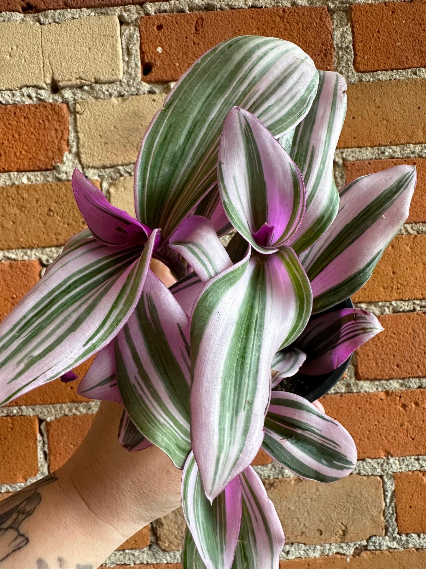 Plant Goals Plant Shop 3.5" Tradescantia Nanouk