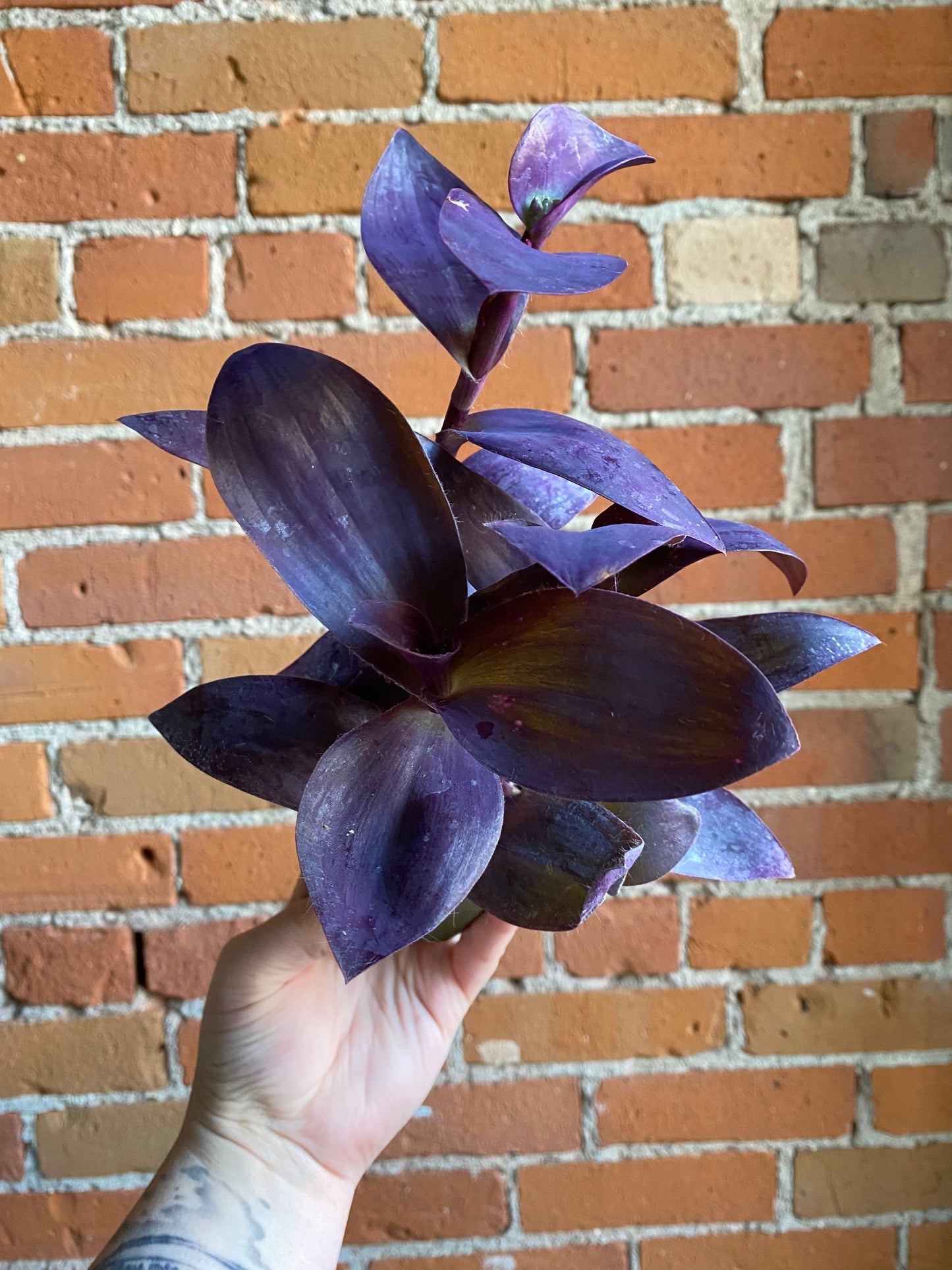 Plant Goals Plant Shop 3.5" Tradescantia Purple Heart