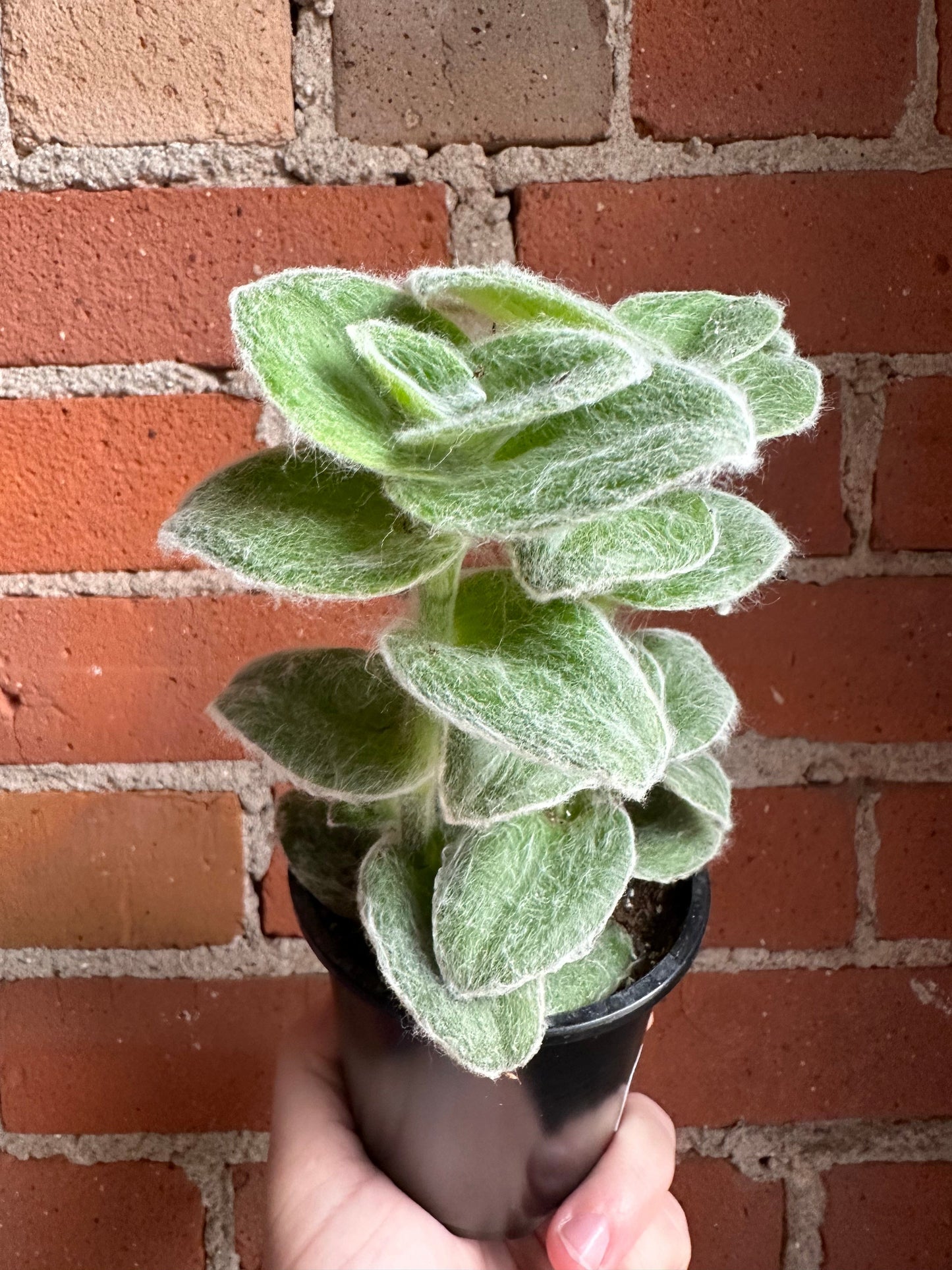 Plant Goals Plant Shop 3.5" Tradescantia Sillamontana