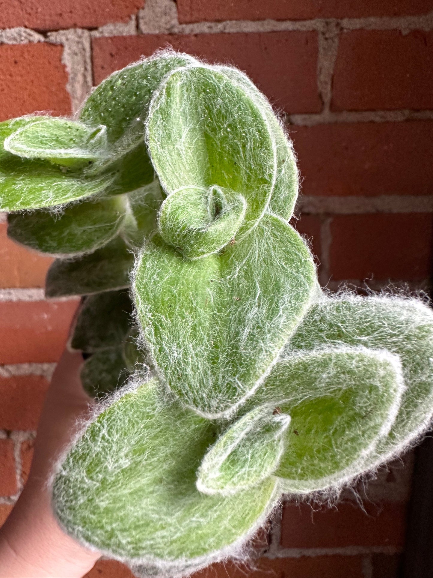 Plant Goals Plant Shop 3.5" Tradescantia Sillamontana