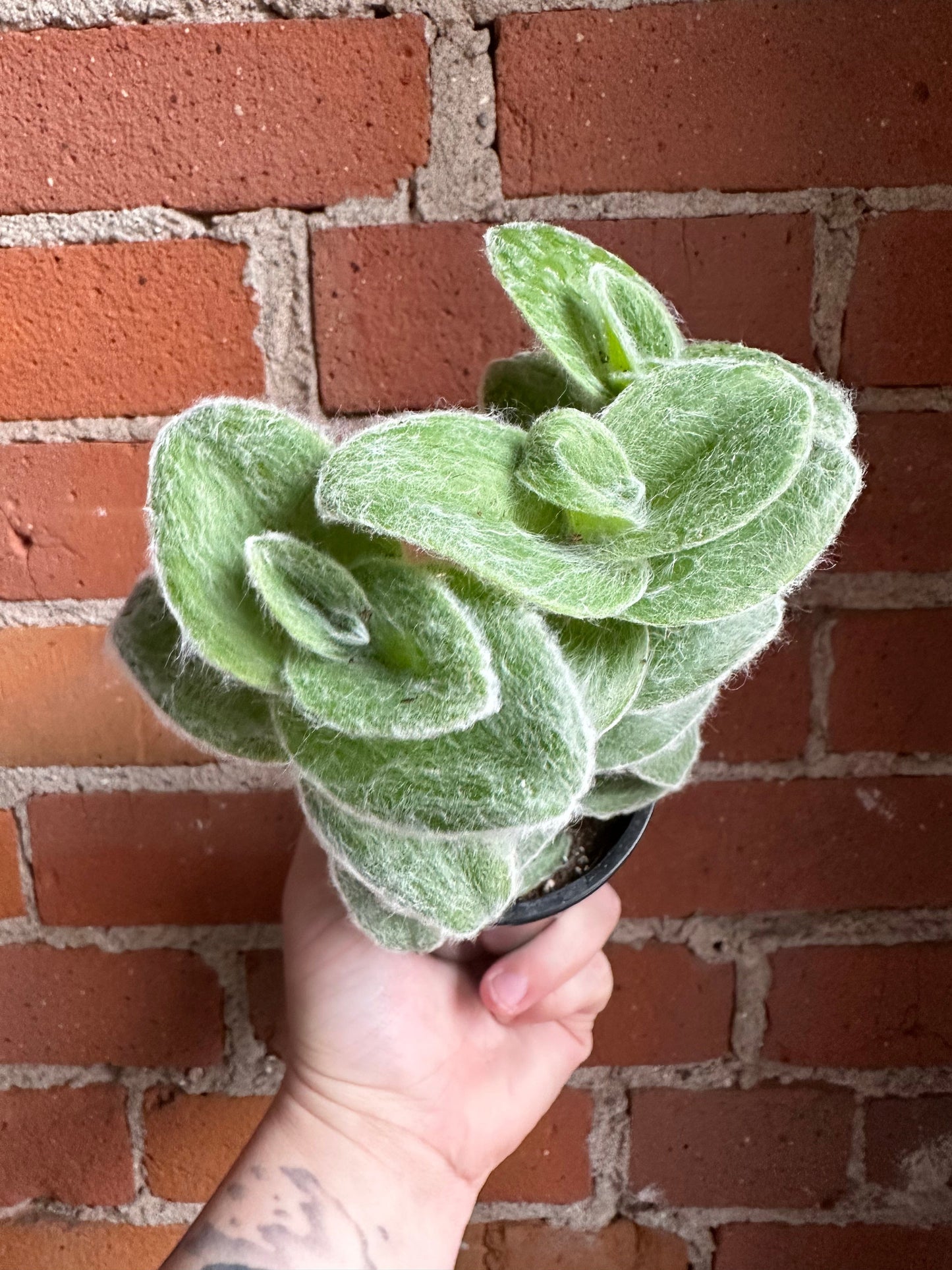 Plant Goals Plant Shop 3.5" Tradescantia Sillamontana