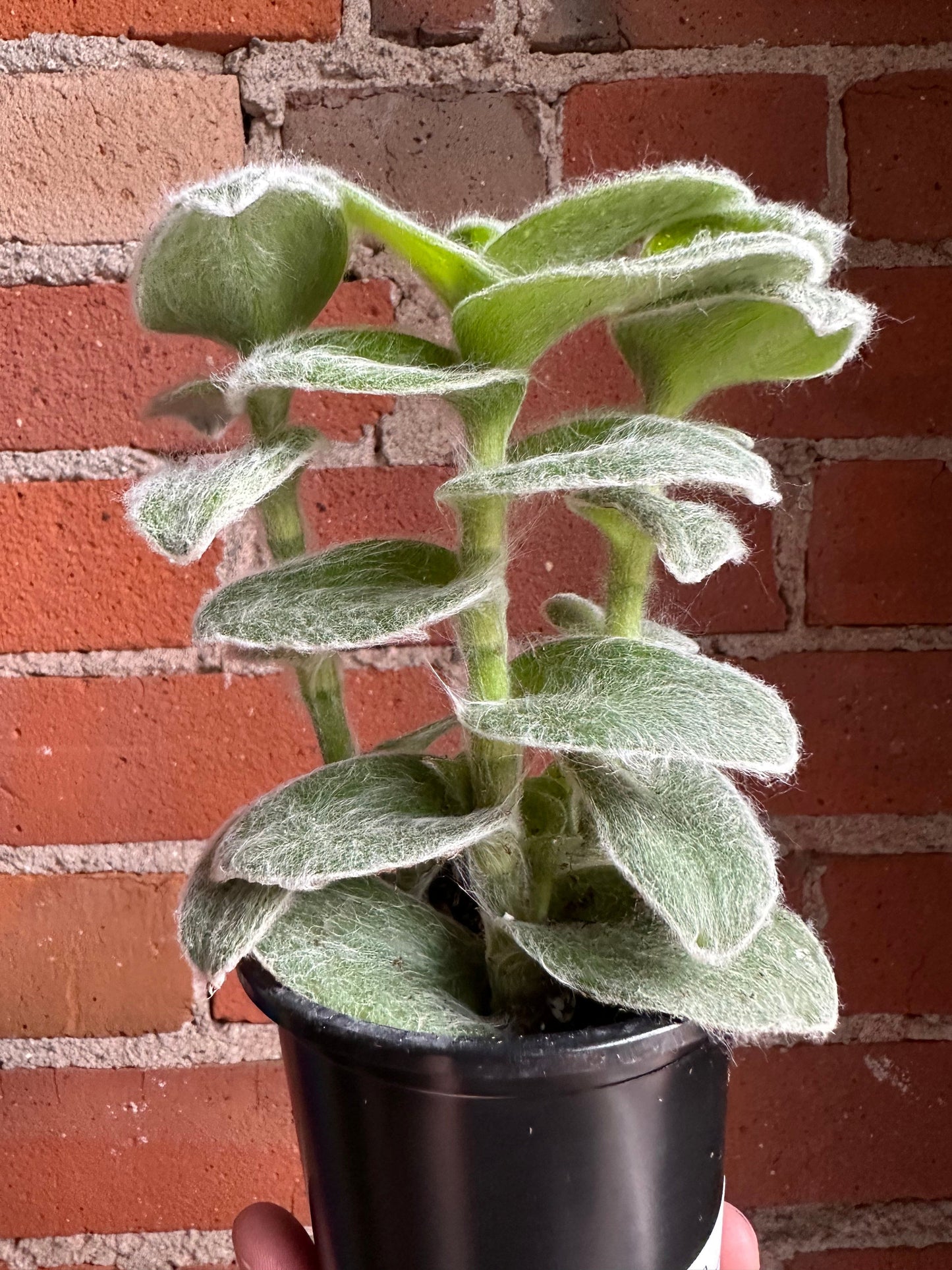 Plant Goals Plant Shop 3.5" Tradescantia Sillamontana