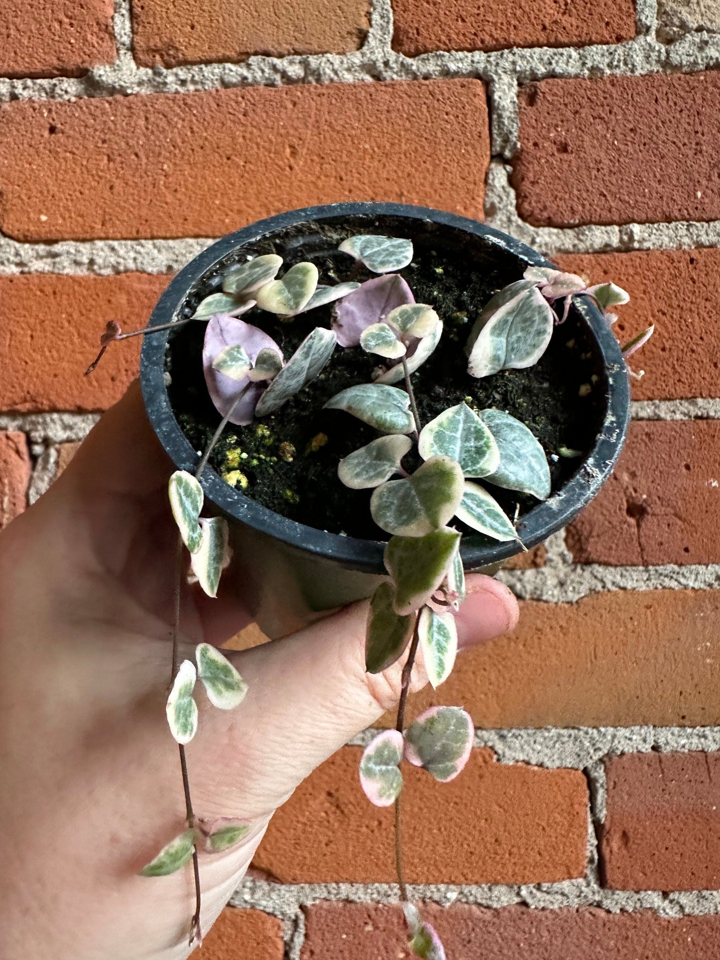 Plant Goals Plant Shop 3.5" Variegated String Of Hearts | Ceropegia Woodii Variegata