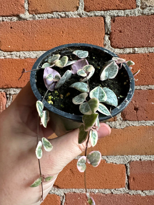 Plant Goals Plant Shop 3.5" Variegated String Of Hearts | Ceropegia Woodii Variegata