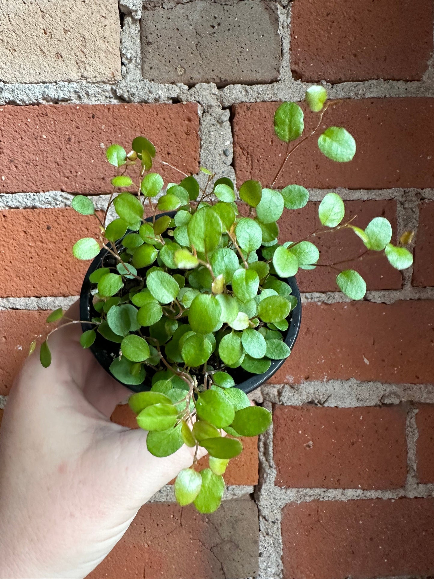 Plant Goals Plant Shop 3.5" Wire Vine | Muehlenbeckia Axillaris