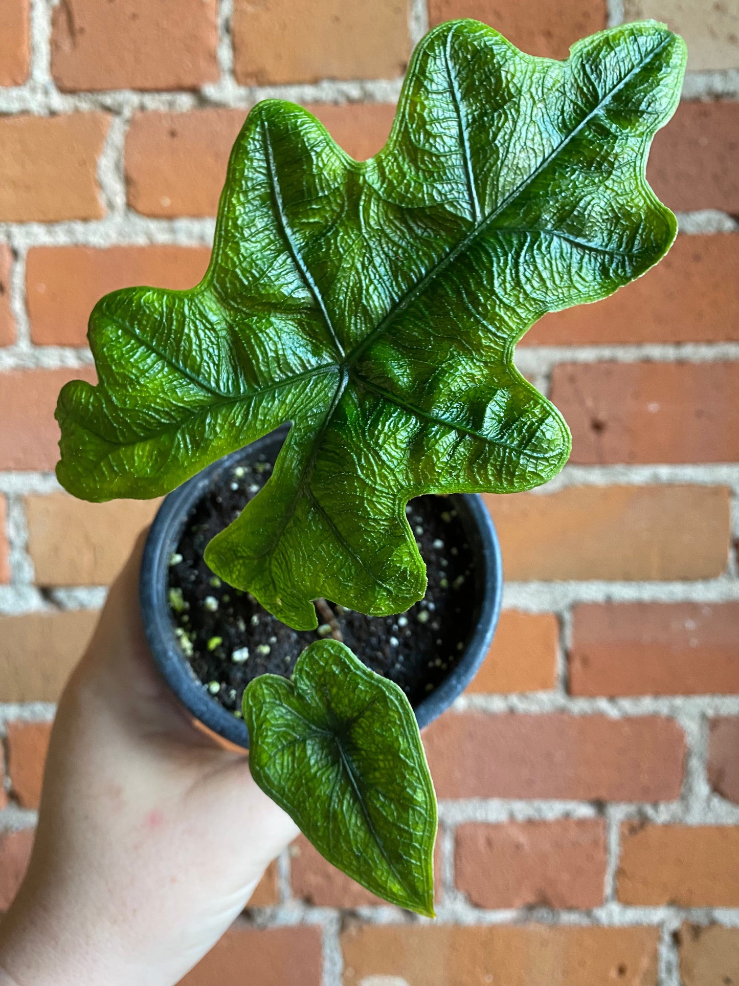 Plant Goals Plant Shop 4" Alocasia Jacklyn