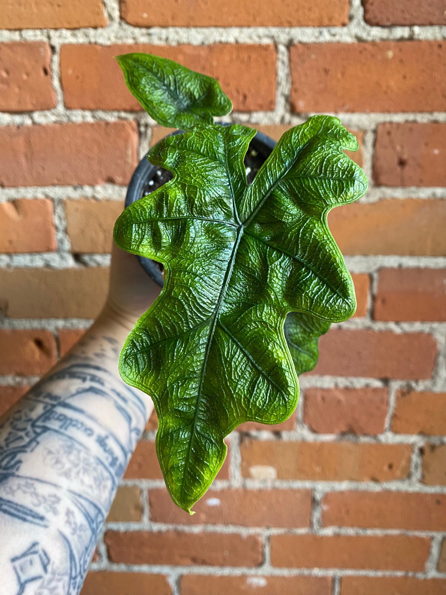 Plant Goals Plant Shop 4" Alocasia Jacklyn
