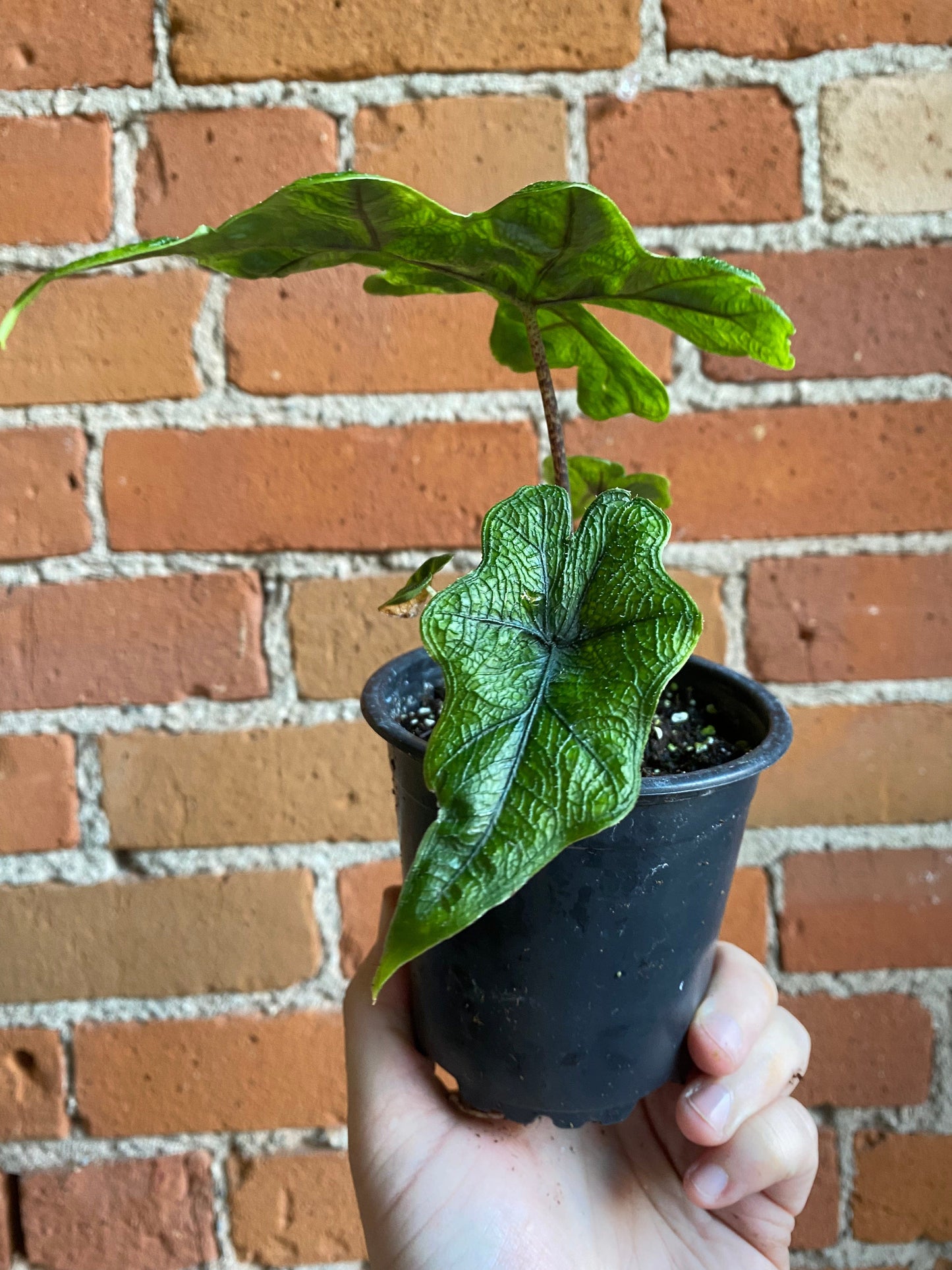 Plant Goals Plant Shop 4" Alocasia Jacklyn