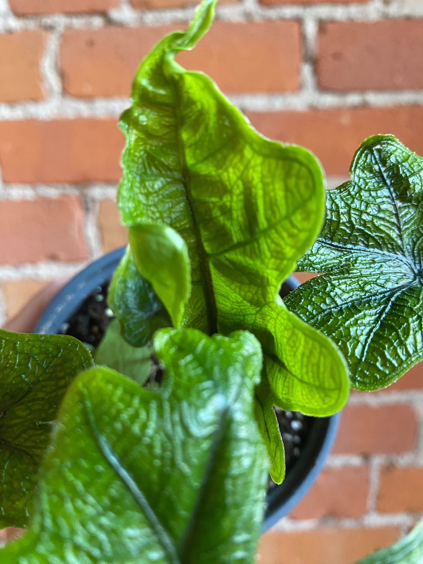 Plant Goals Plant Shop 4" Alocasia Jacklyn