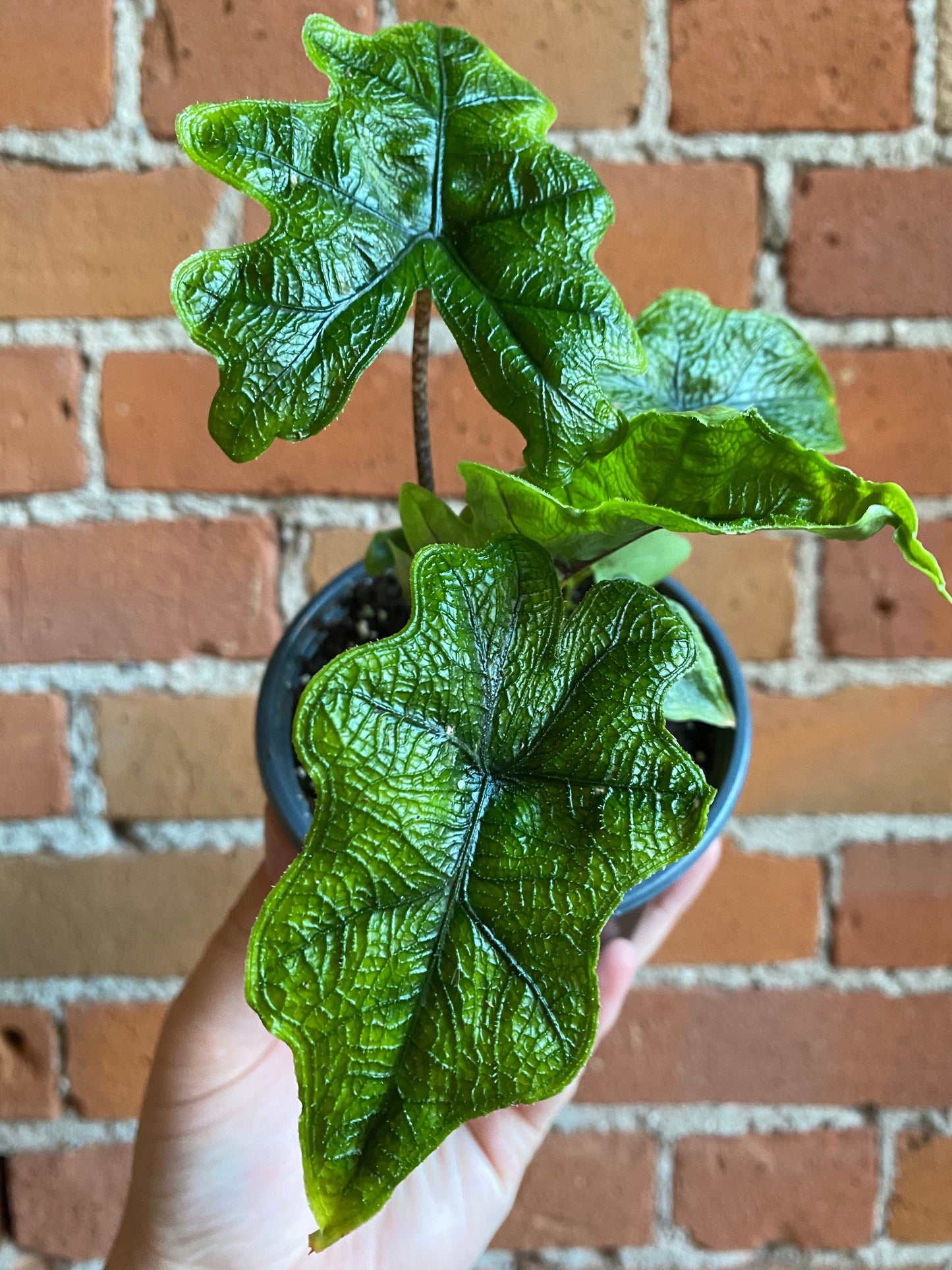 Plant Goals Plant Shop 4" Alocasia Jacklyn