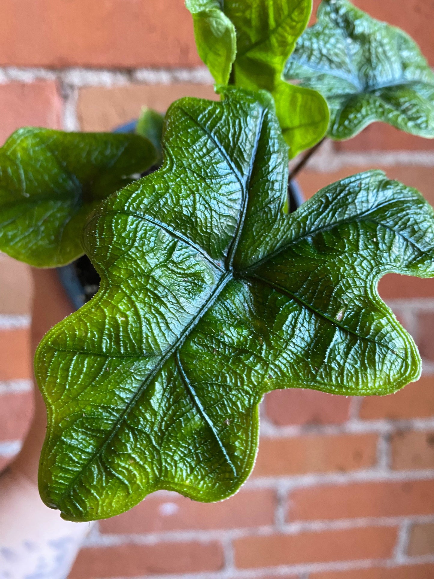 Plant Goals Plant Shop 4" Alocasia Jacklyn