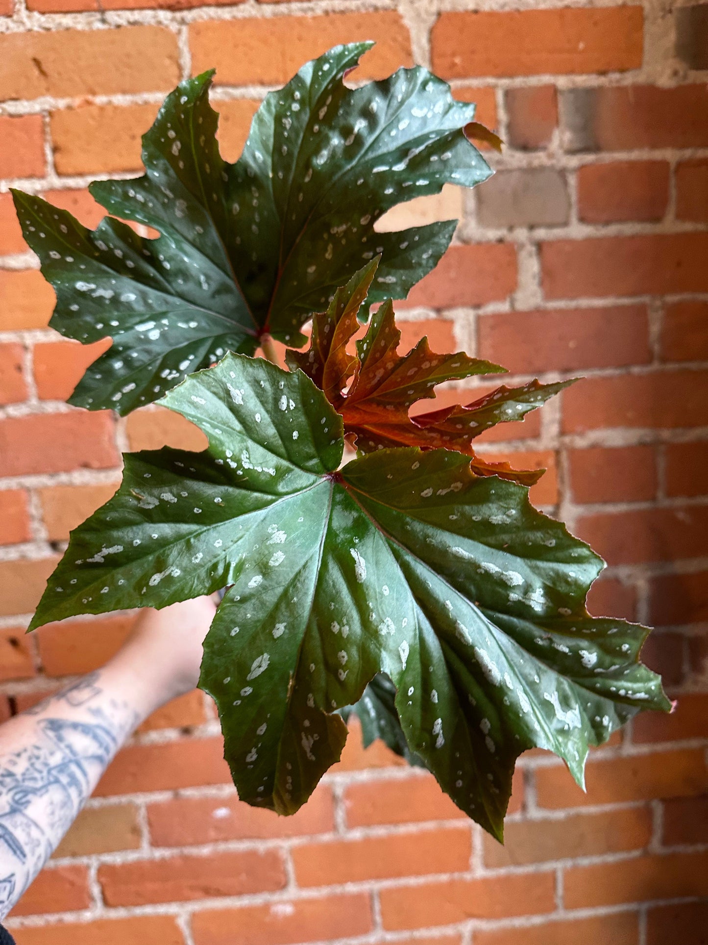Plant Goals Plant Shop 4" Begonia Angel Wing