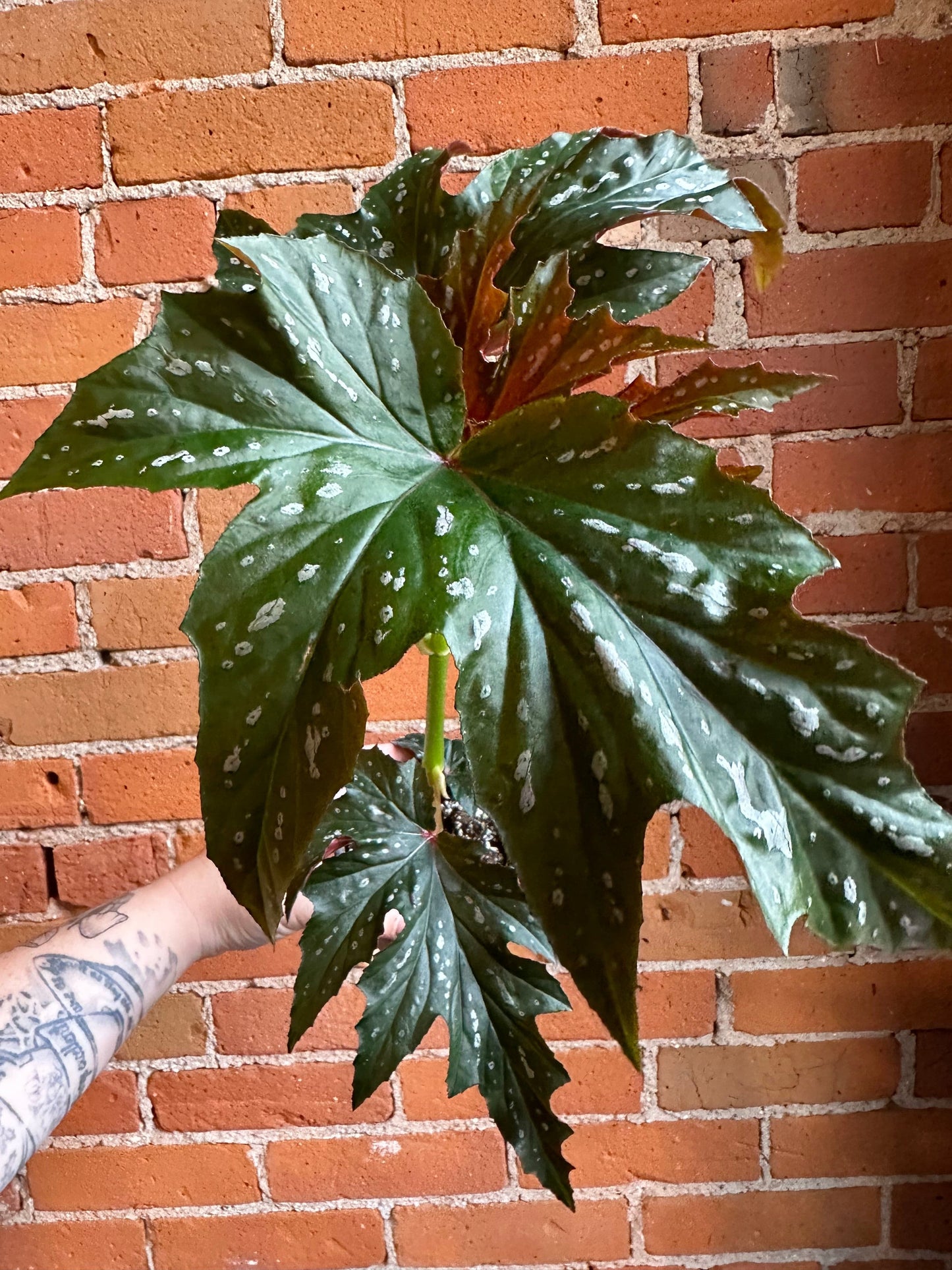 Plant Goals Plant Shop 4" Begonia Angel Wing