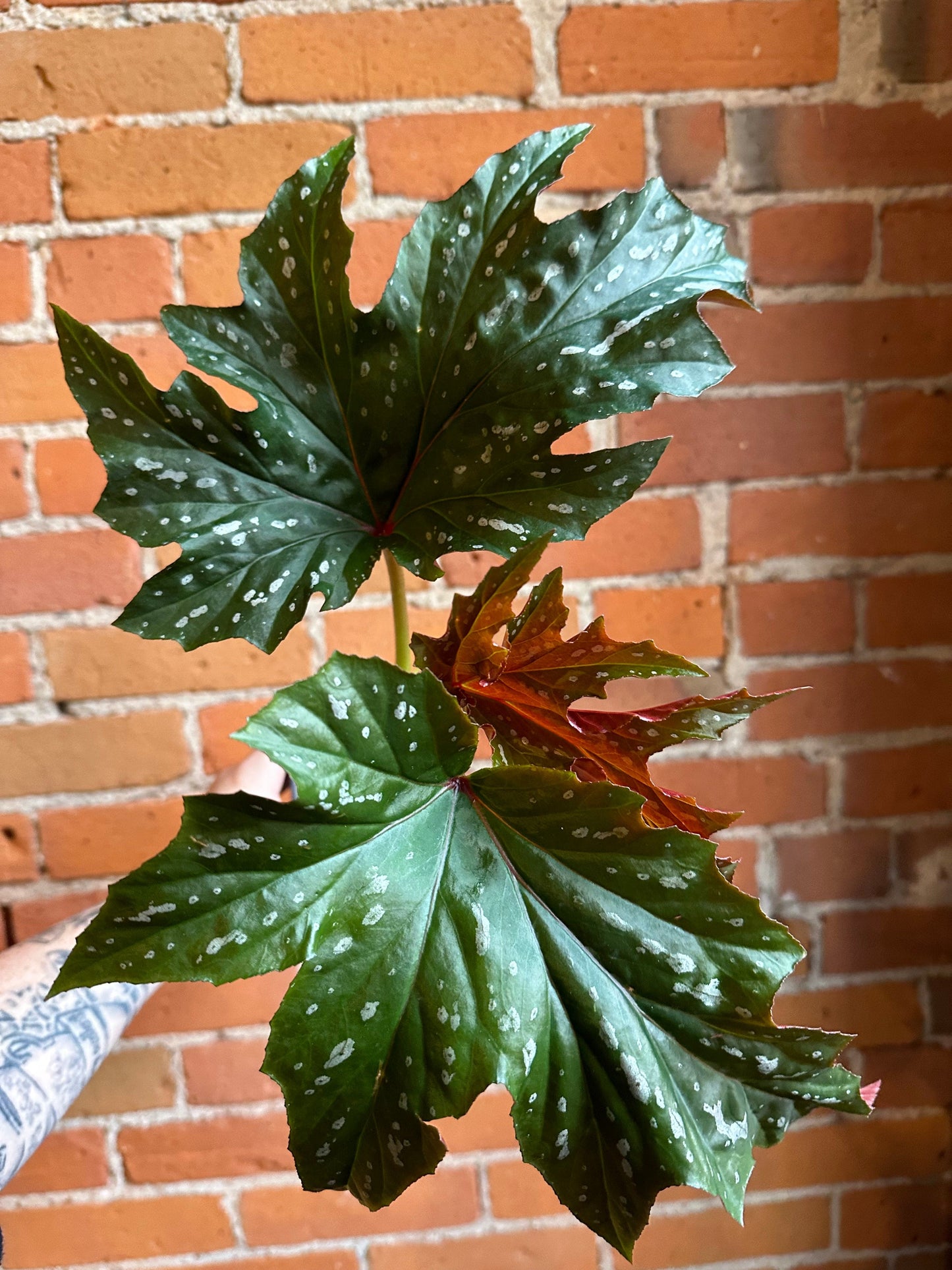 Plant Goals Plant Shop 4" Begonia Angel Wing