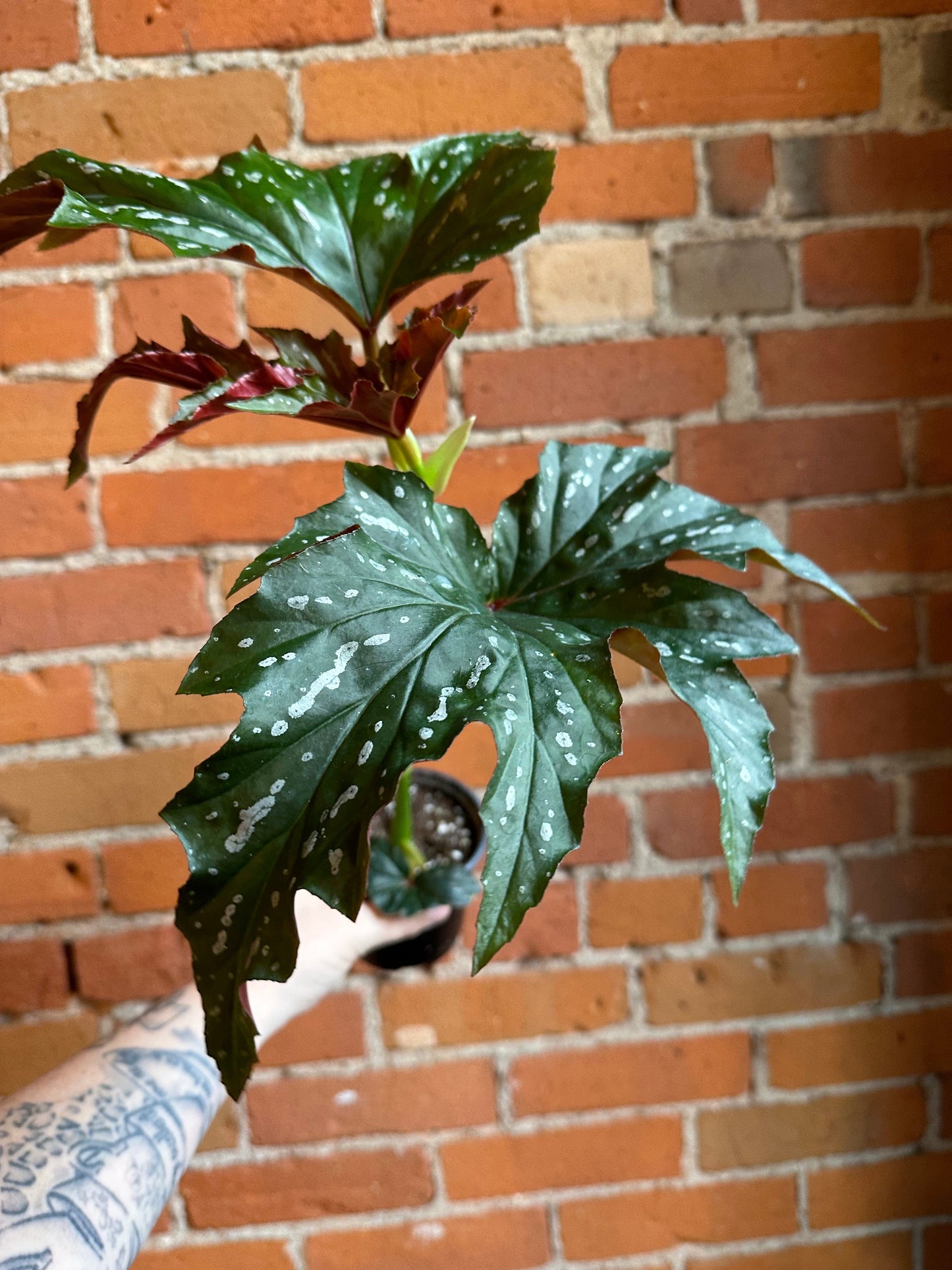 Plant Goals Plant Shop 4" Begonia Angel Wing