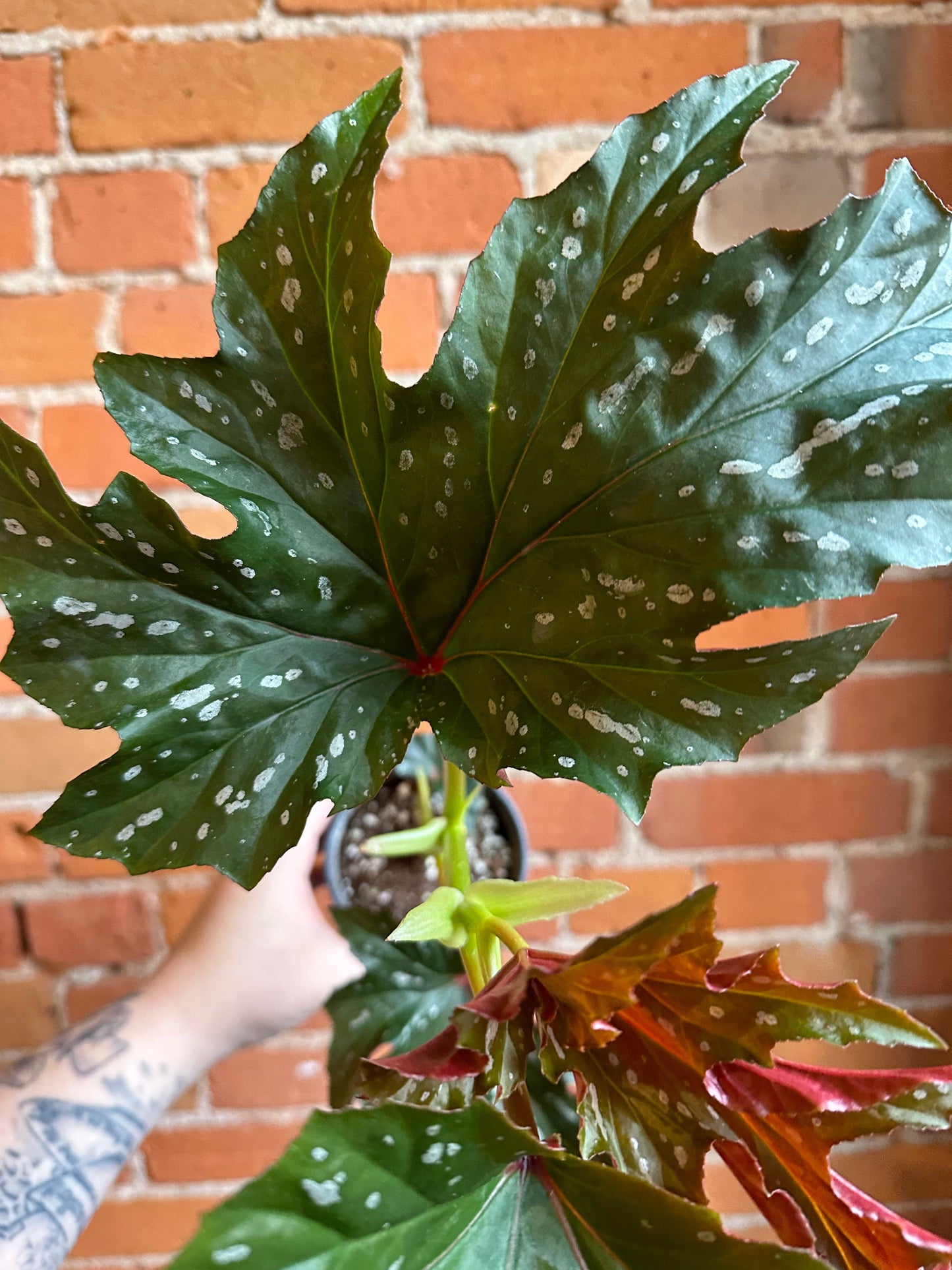 Plant Goals Plant Shop 4" Begonia Angel Wing