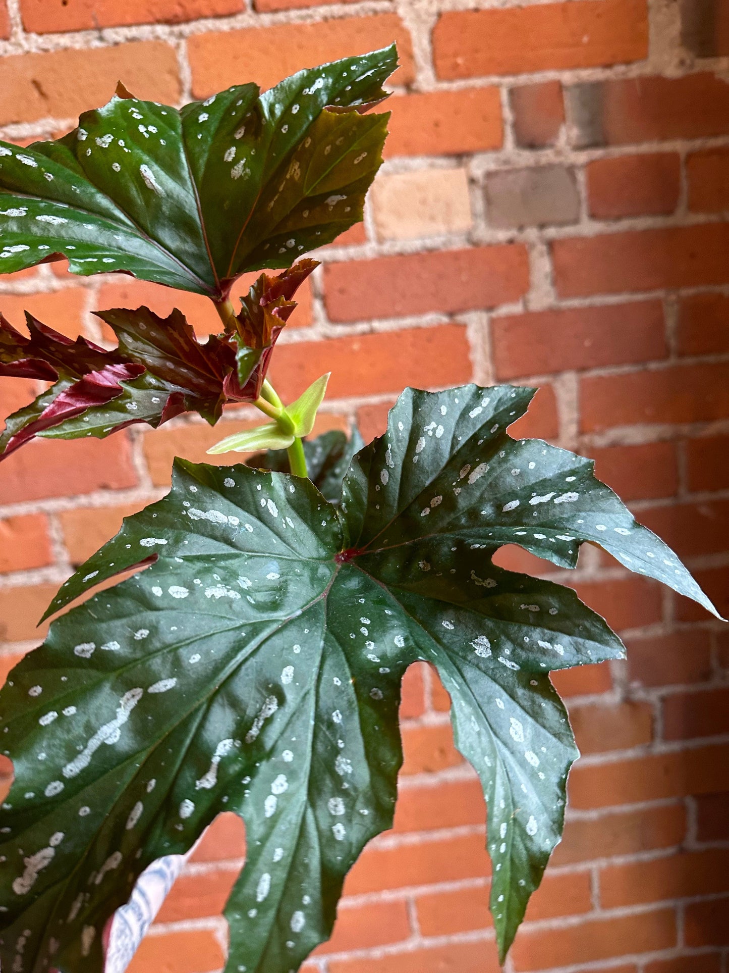 Plant Goals Plant Shop 4" Begonia Angel Wing
